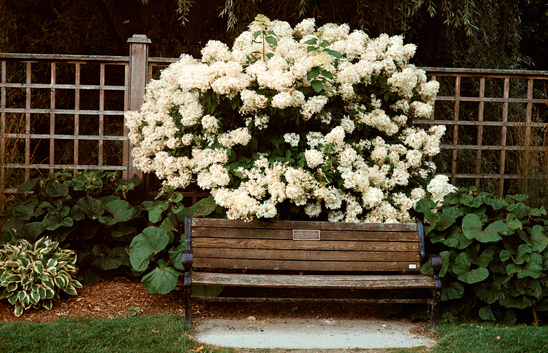 Panicle Hydrangeas