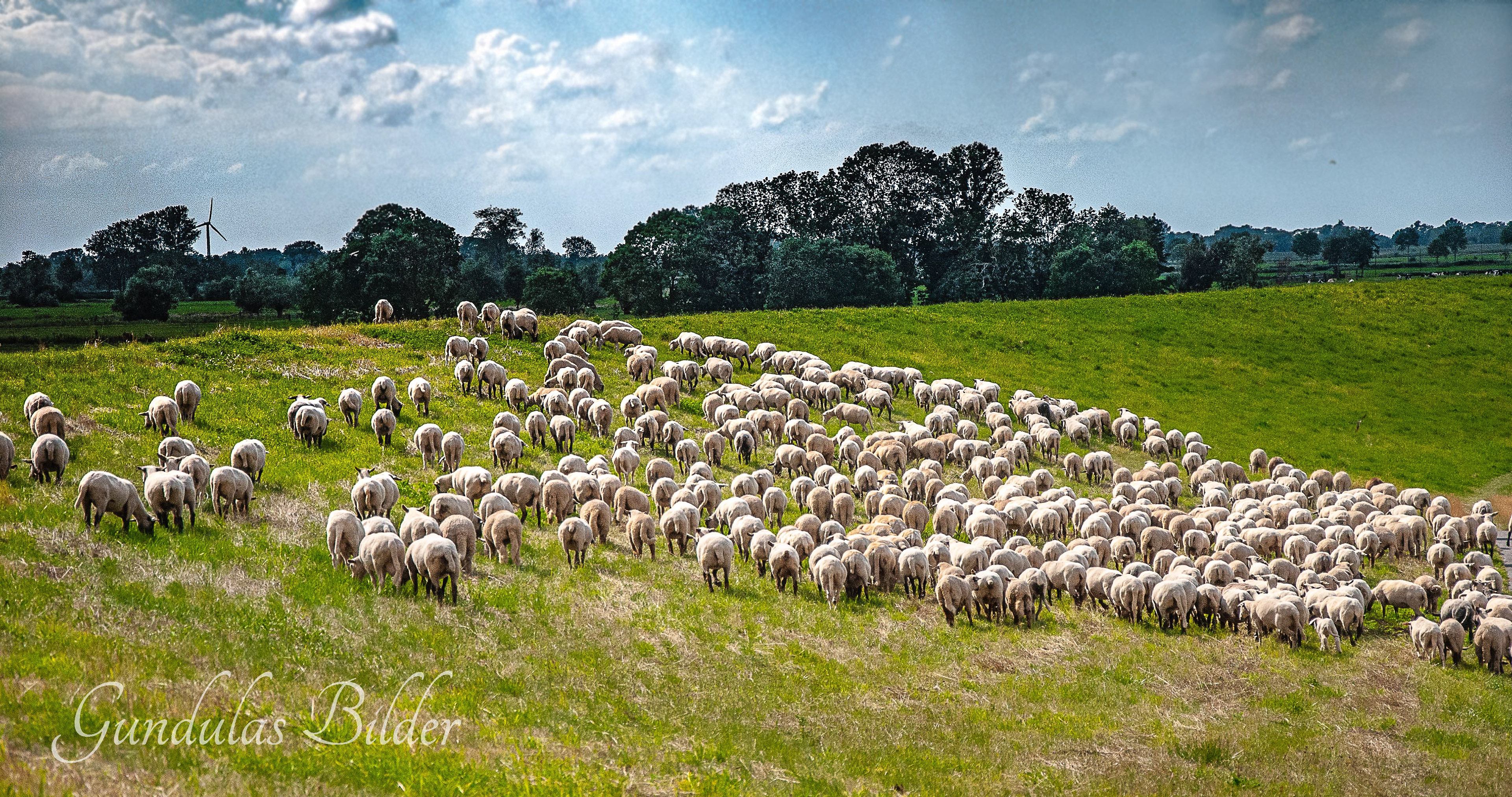 Schafe auf dem Elbdeich im Alten Land201900808-1740