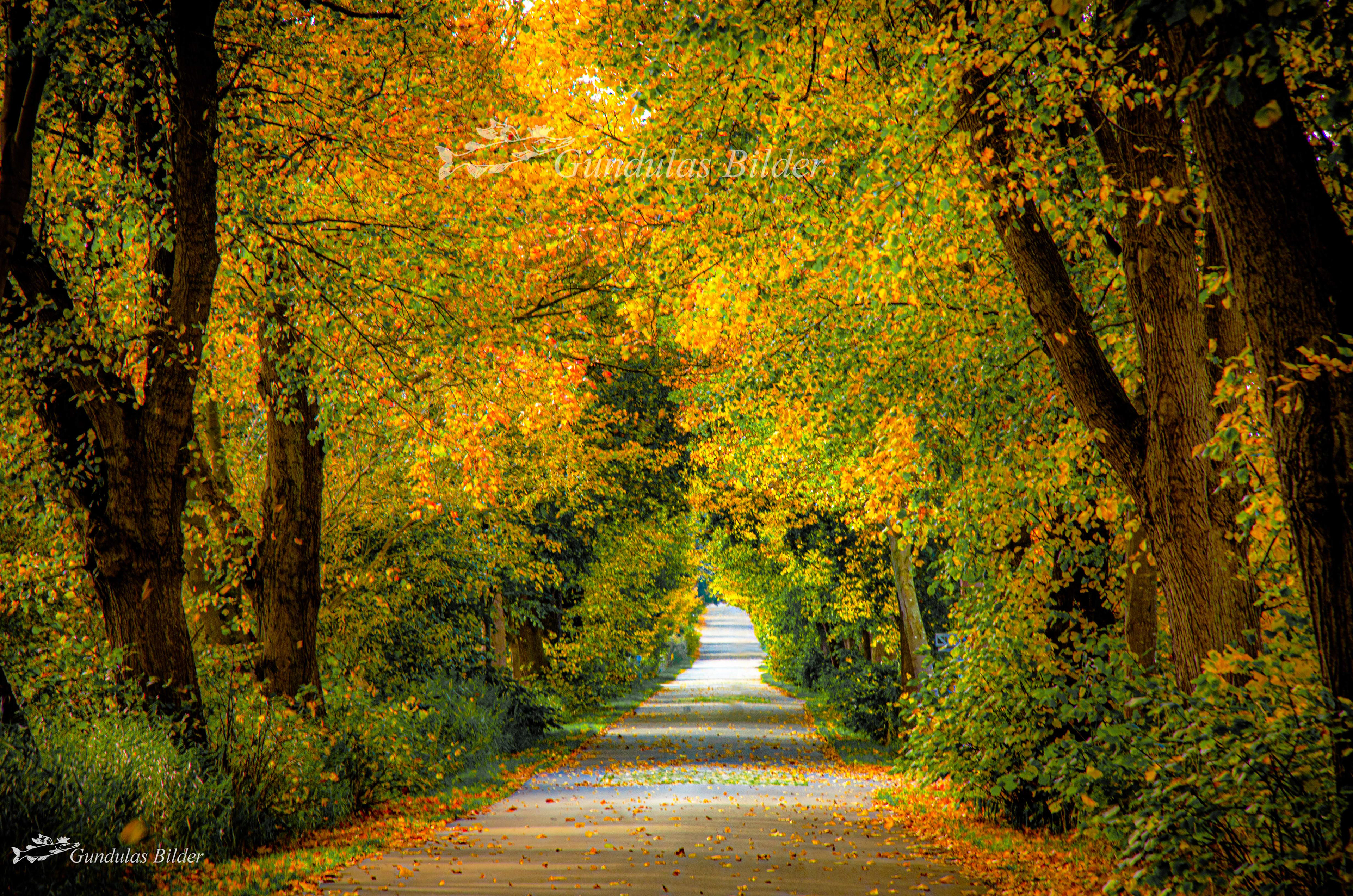 Fährstraße in Hemmoor 20201027-8462