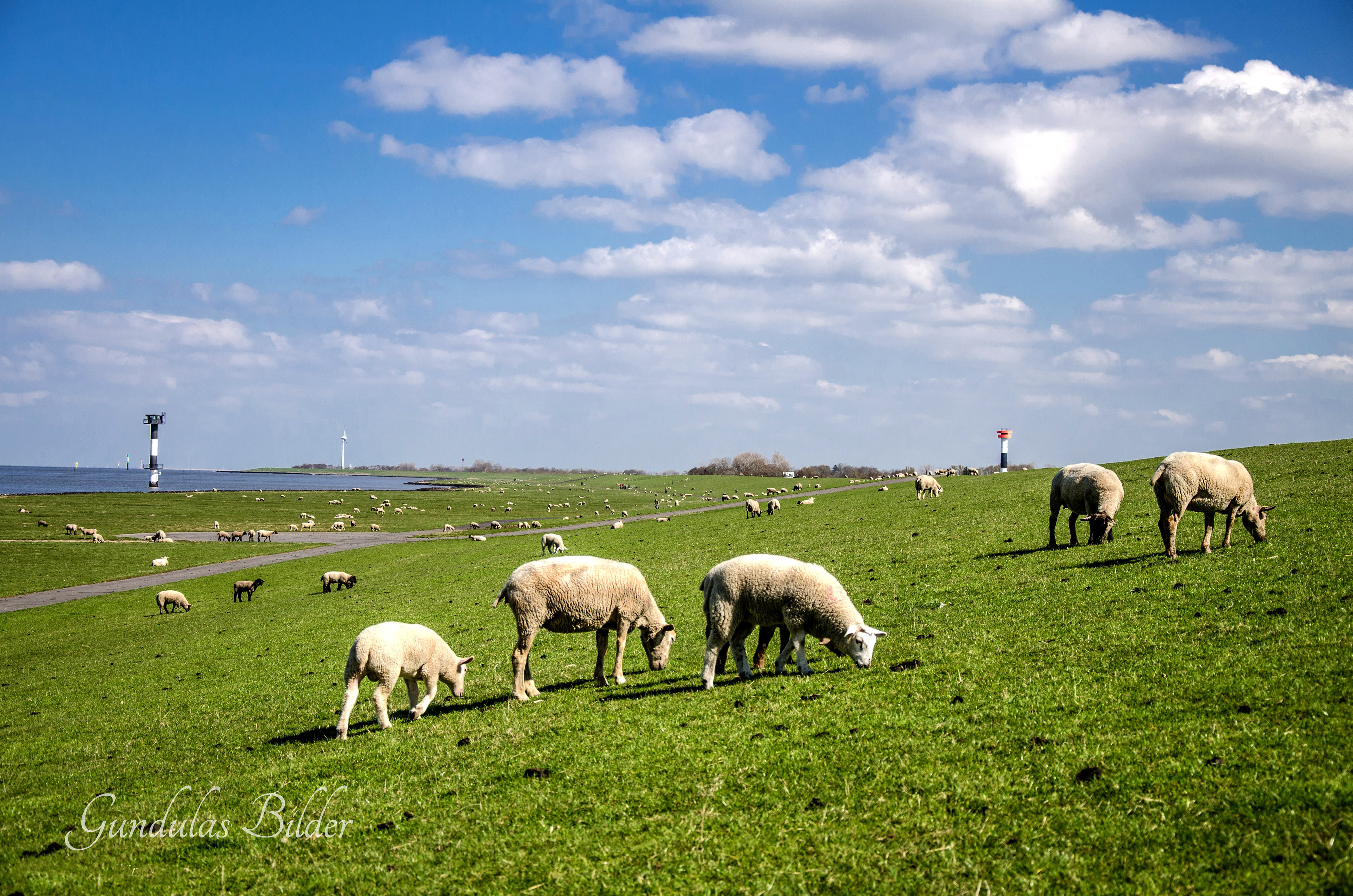 20130428-02041 Schafe in Altenbruch