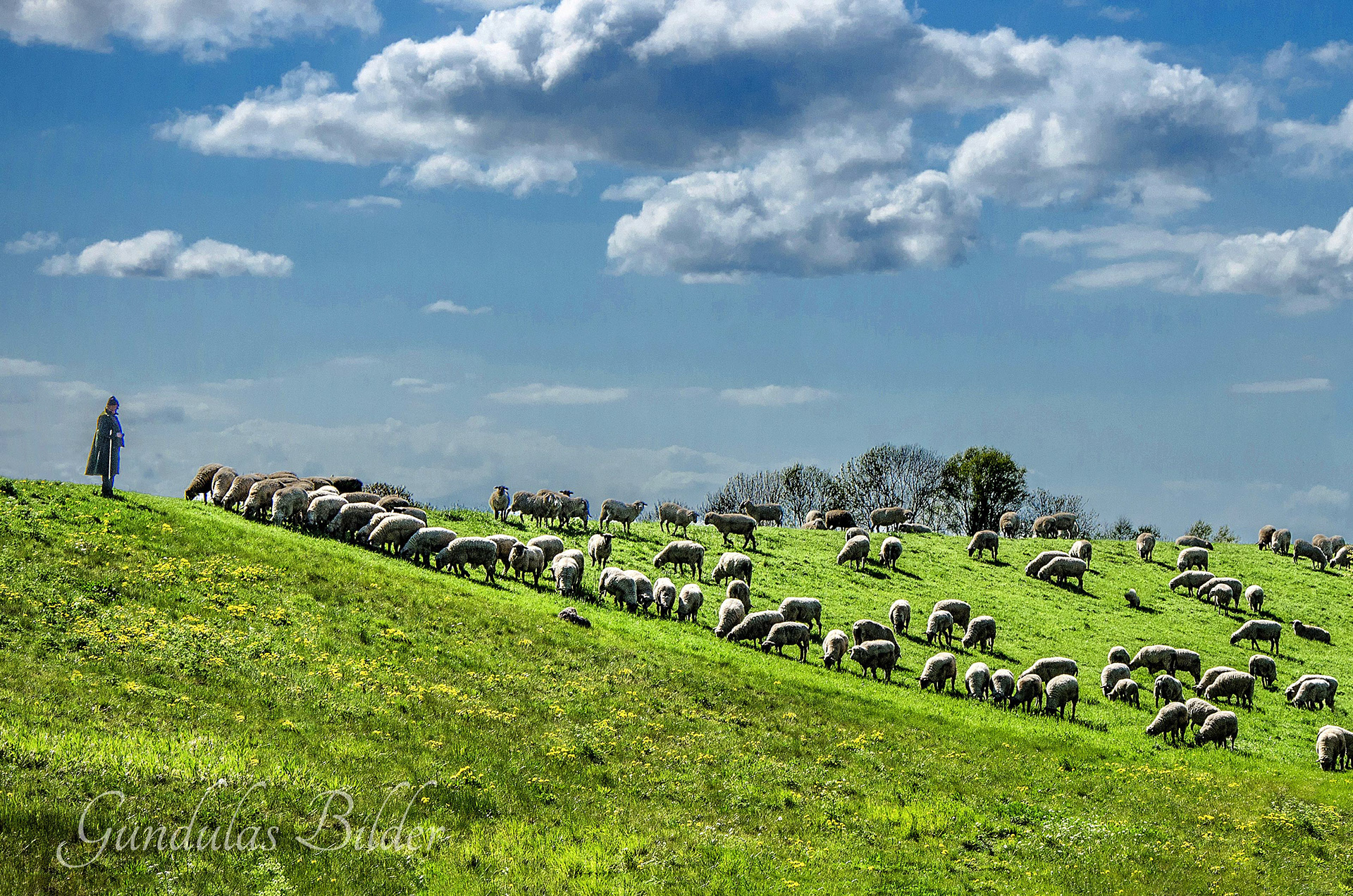 Schafherde mit Schäfer im Alten Land20150507-2106