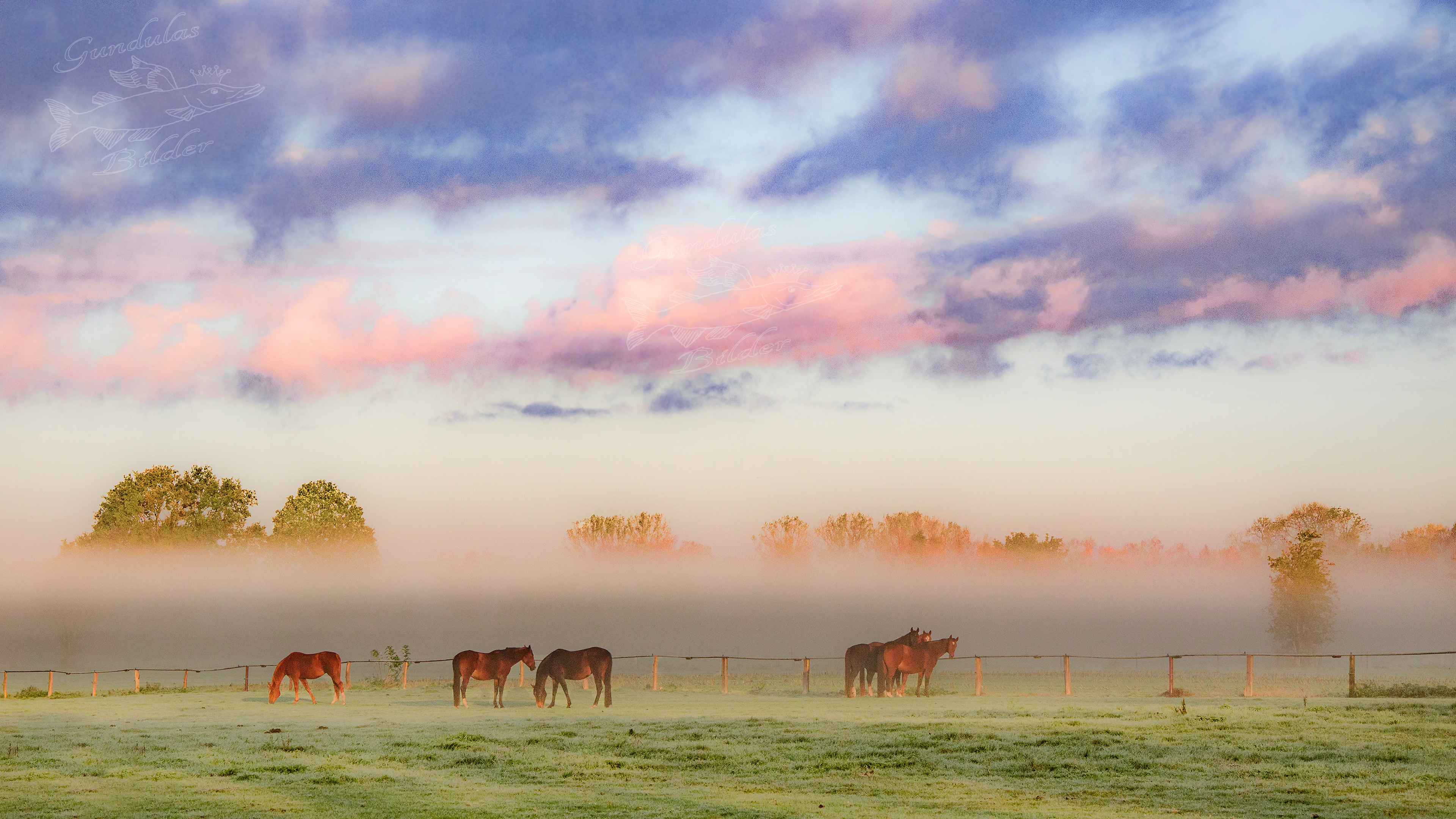 Morgennebel in Hechthausen/ Bornberg 20191029-2138-2e
