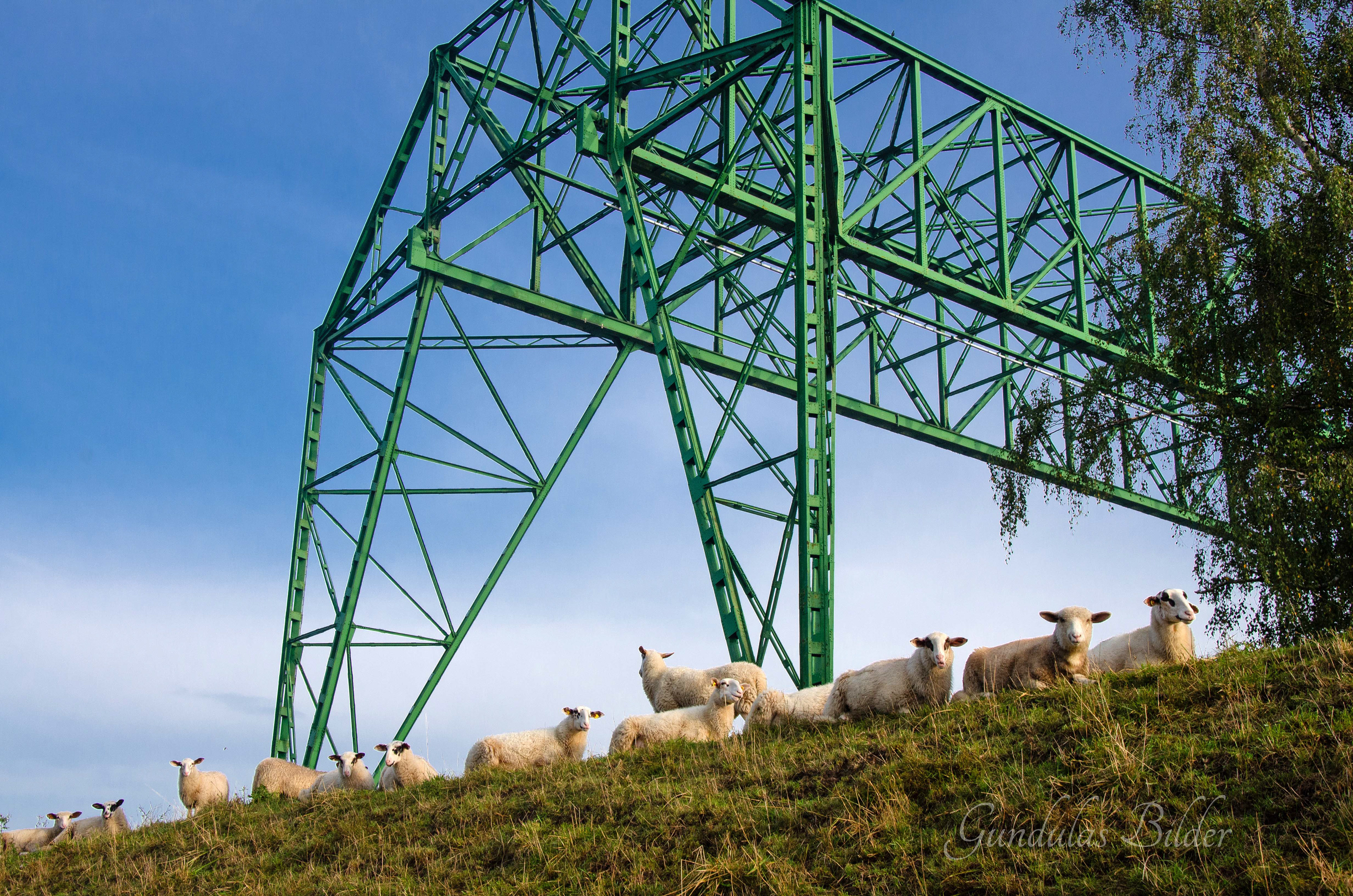 Schafe auf dem Deich in Hemmoor an der Schwebefähre 20190909-1099