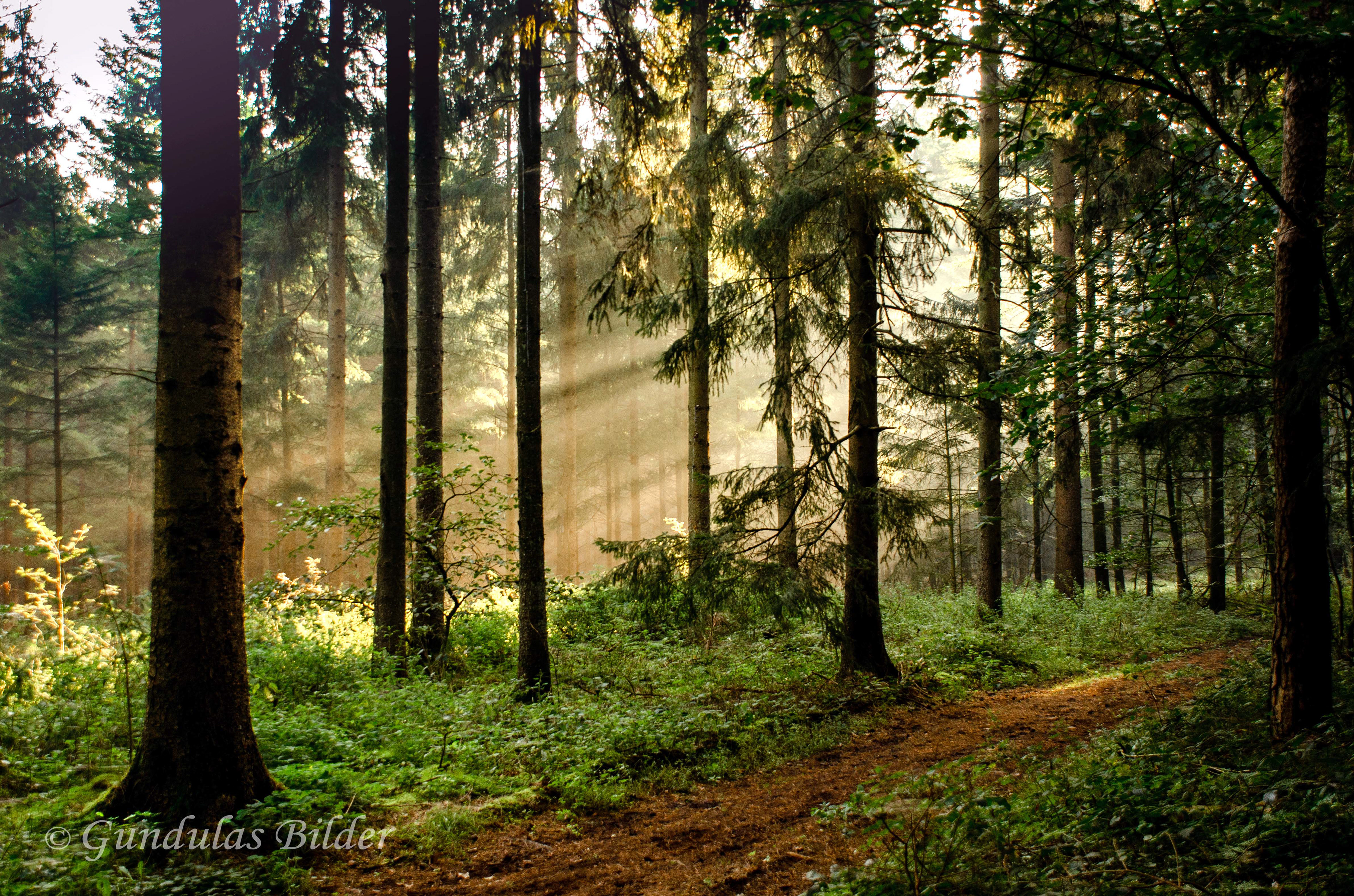 Wald zwischen Bornberg und Klint 20200923-7844a