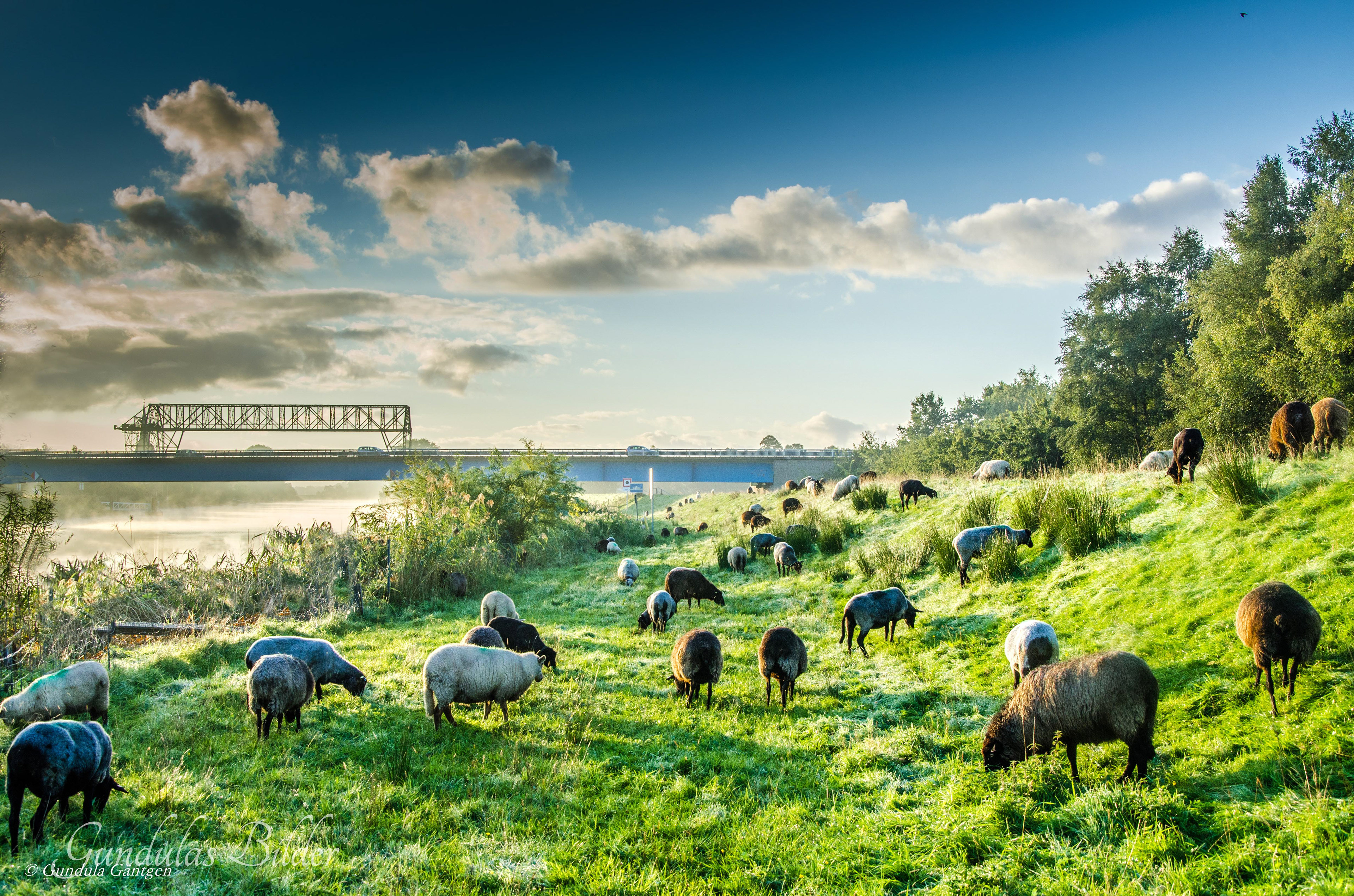 Am Deich in Hemmoor 20150908-4288a