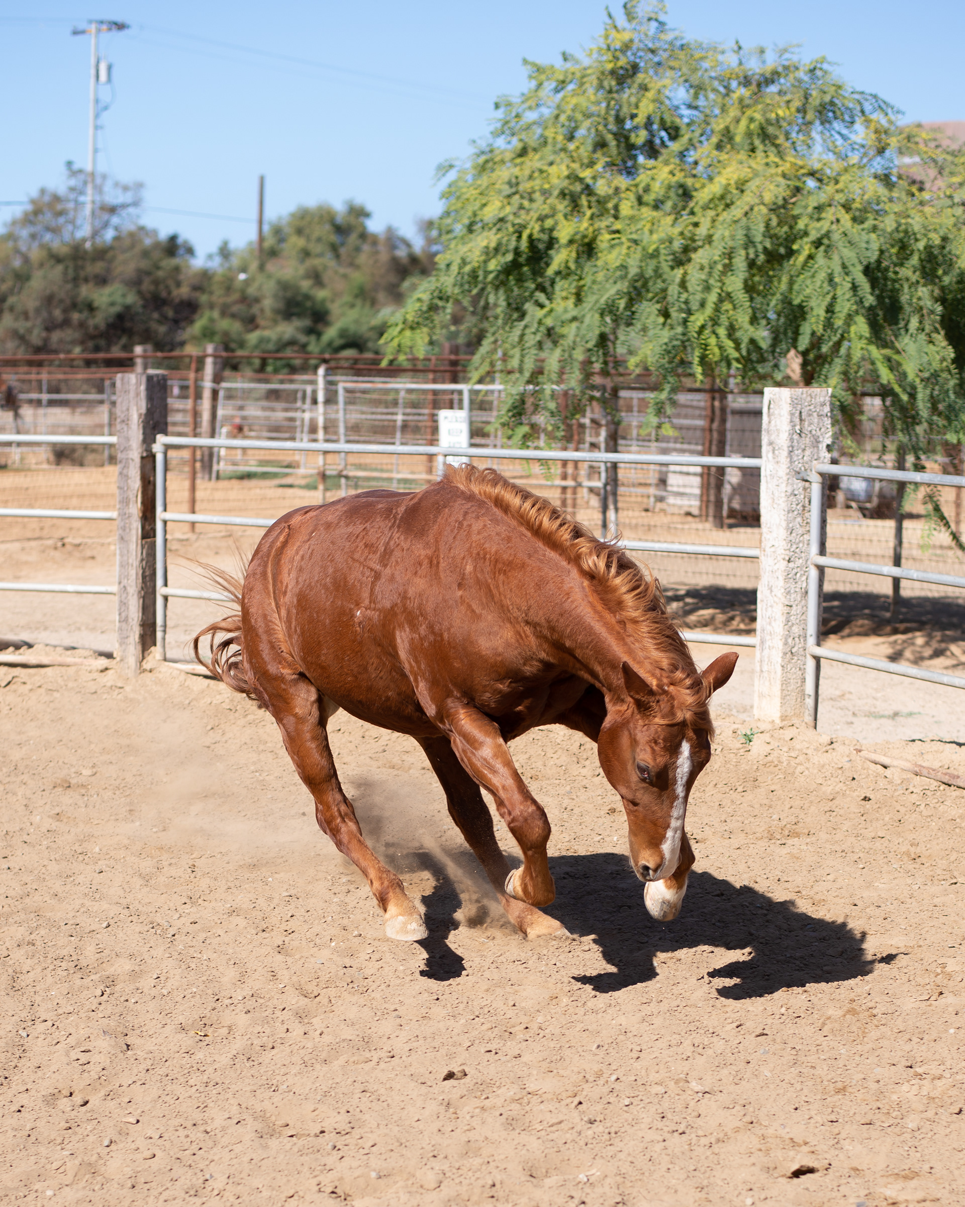 Suncoast Farms