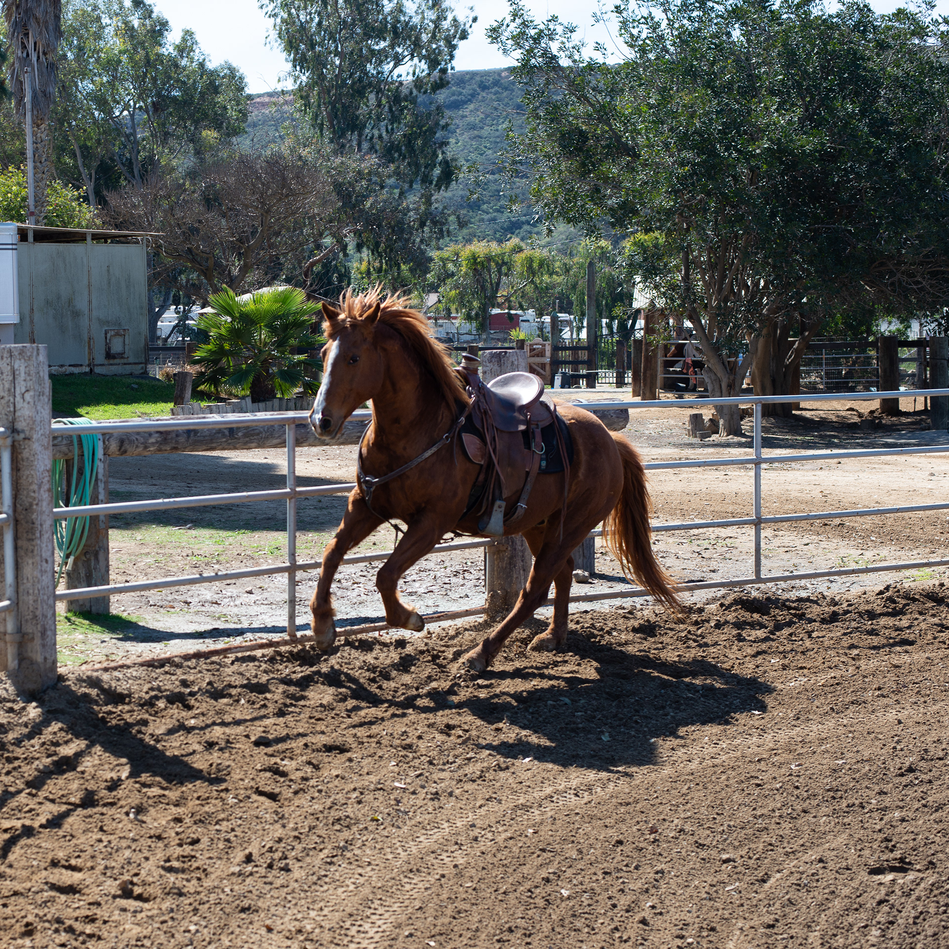 Suncoast Farms
