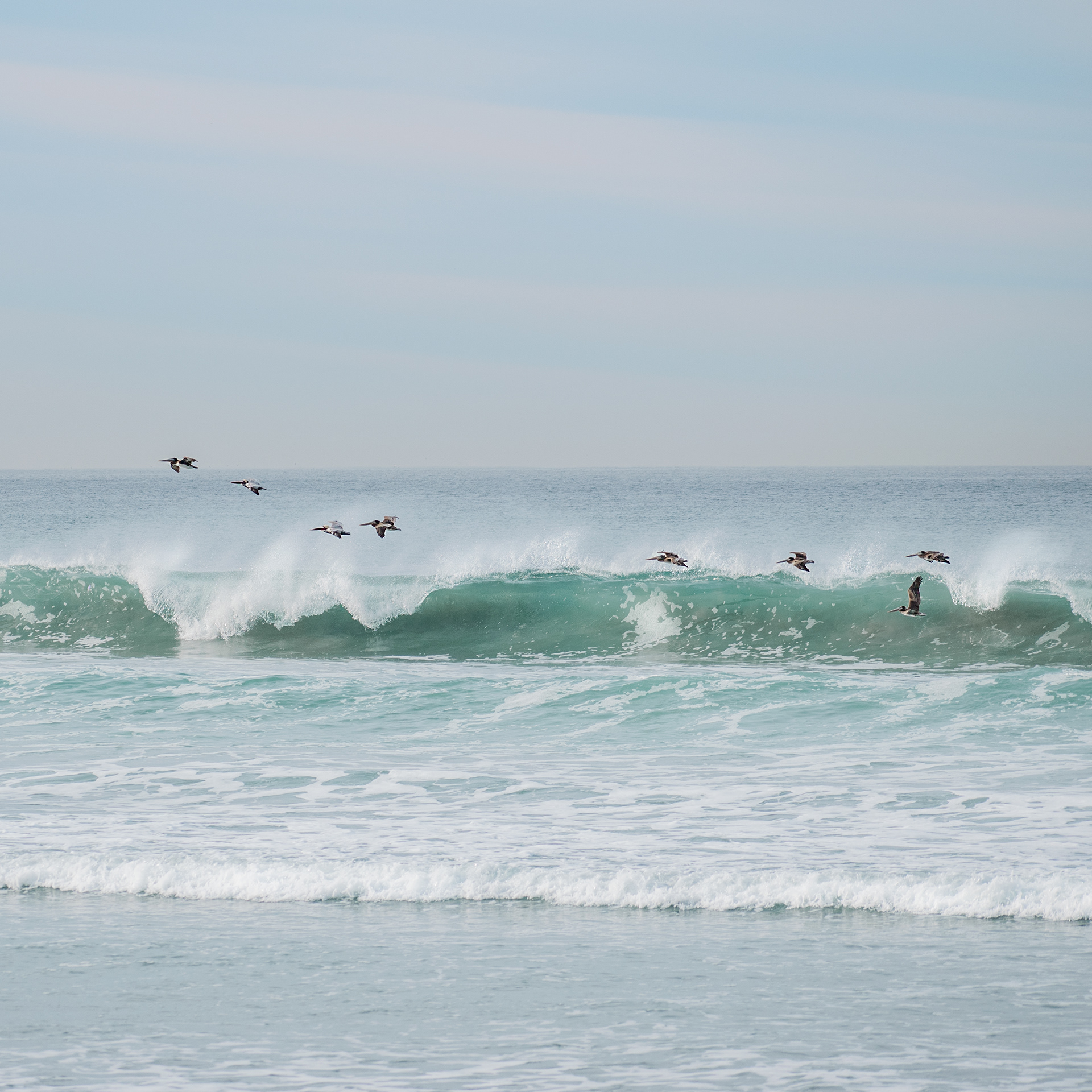 Torrey Pines