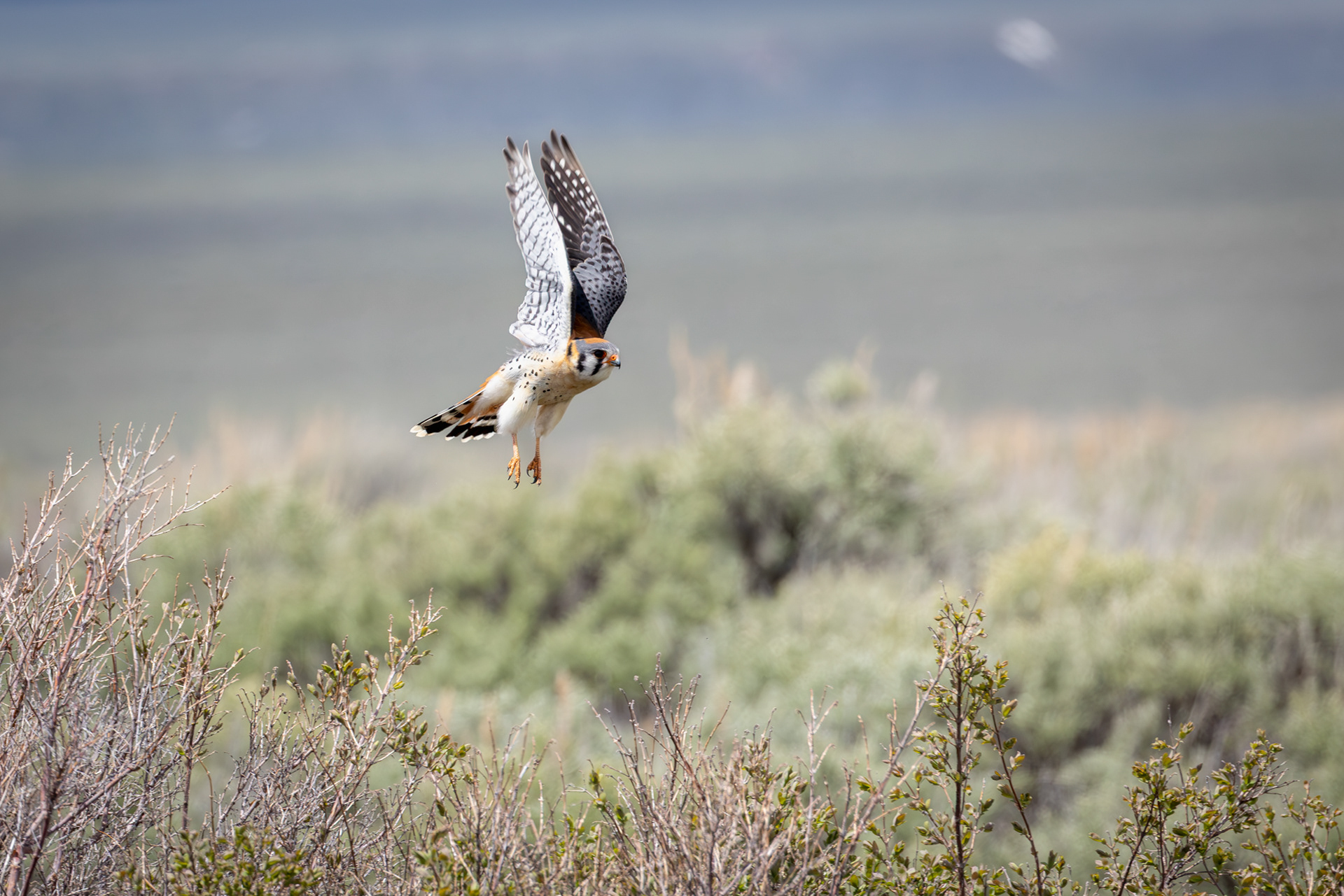 American Kestrel