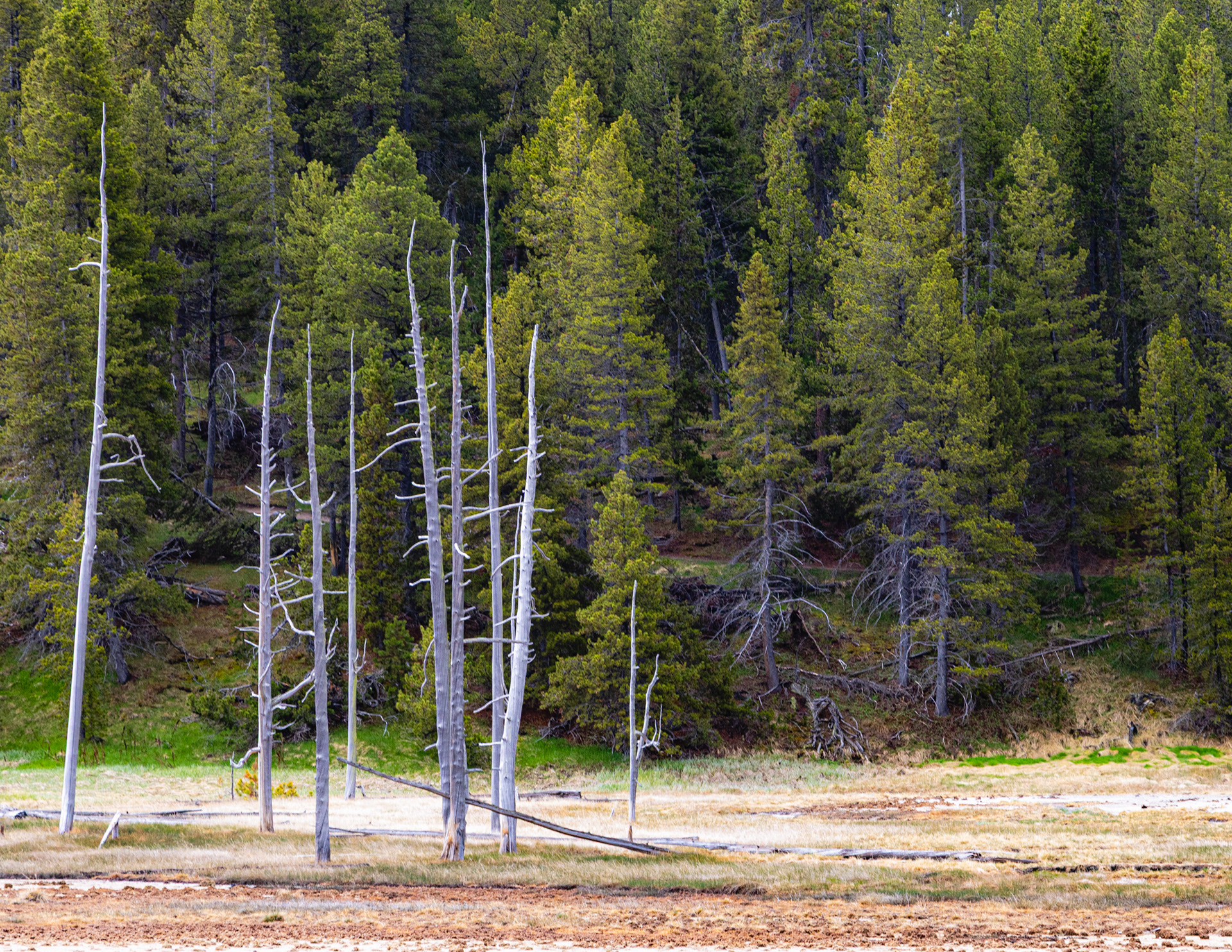 Norris Geyser Basin