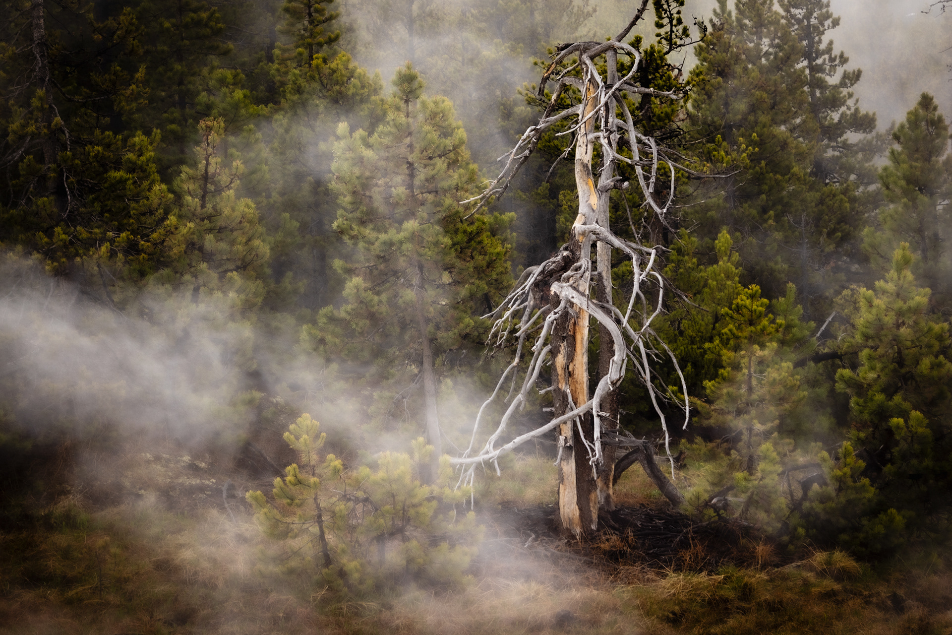 Norris Geyser Basin