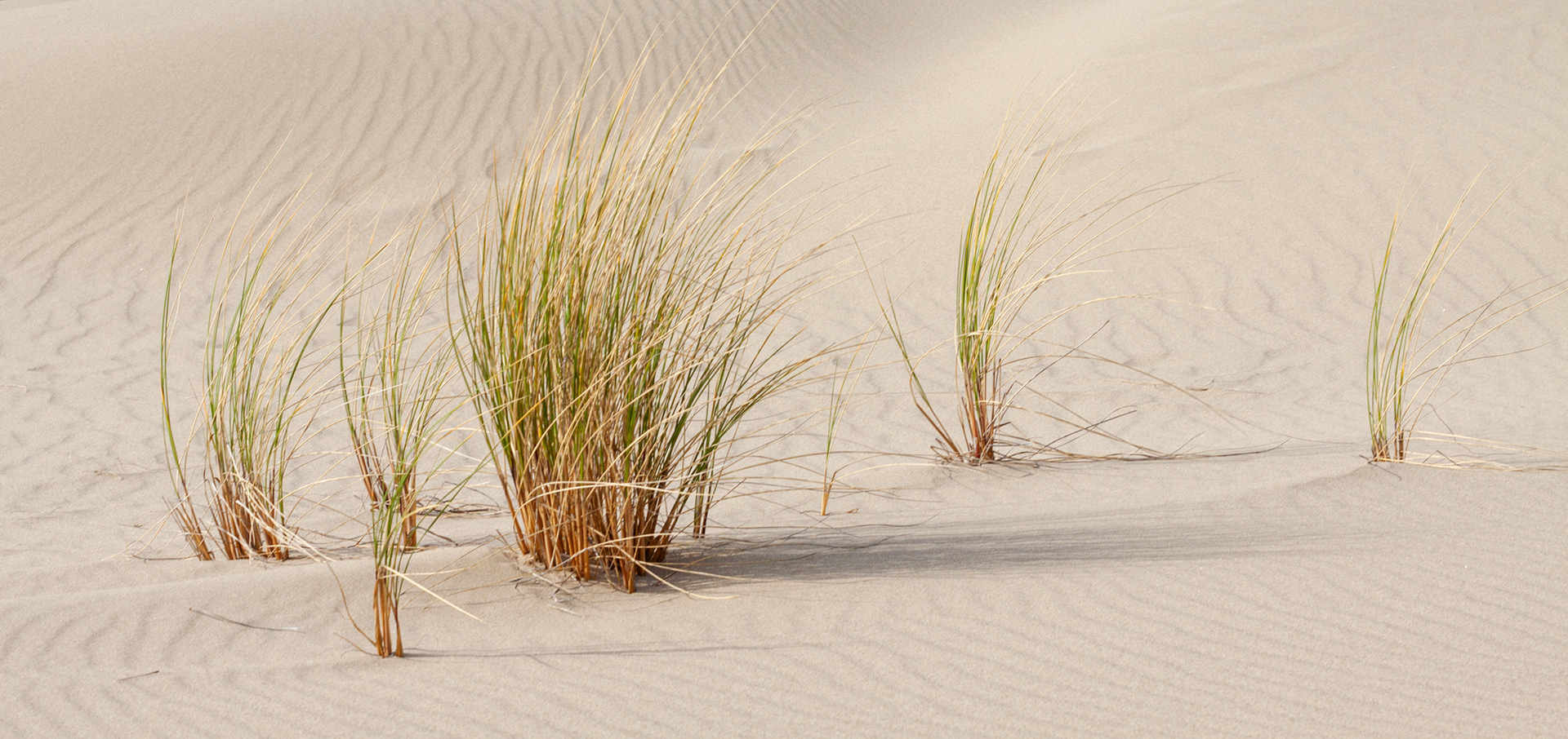 Oregon Dunes National Recreation Area