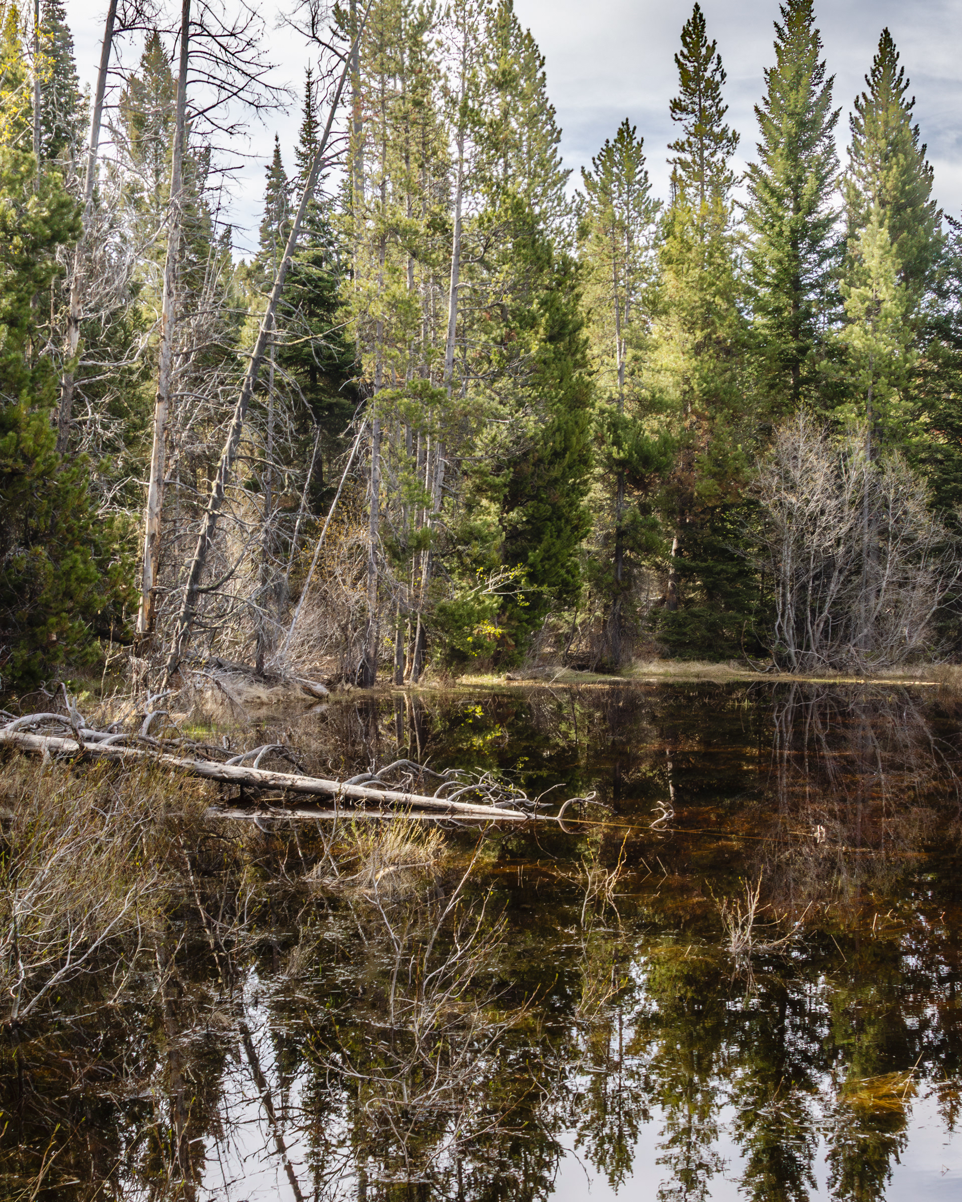 Pond along Phelps Lake Loop Hike