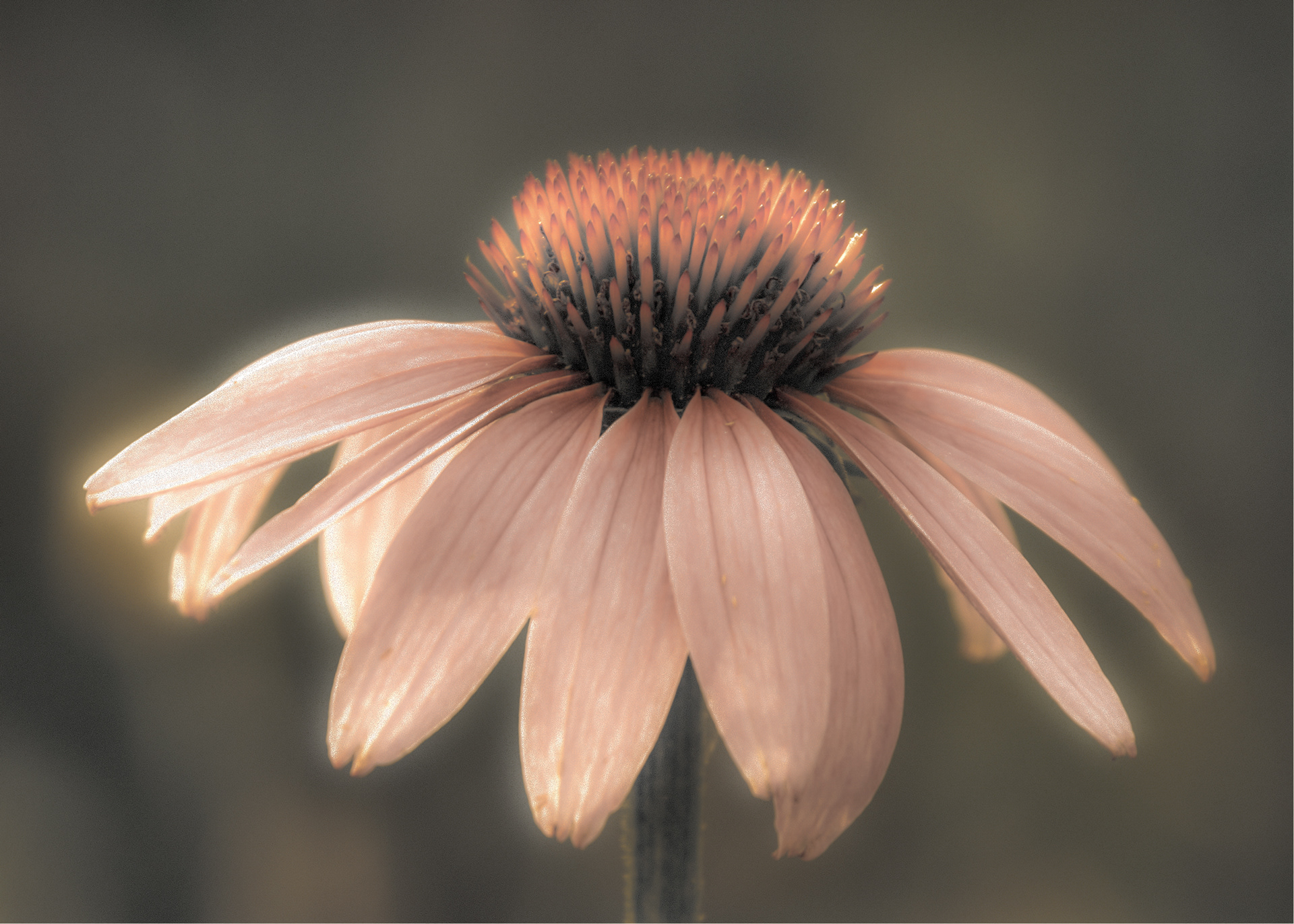 Coneflower, Desaturated and Glow Effect