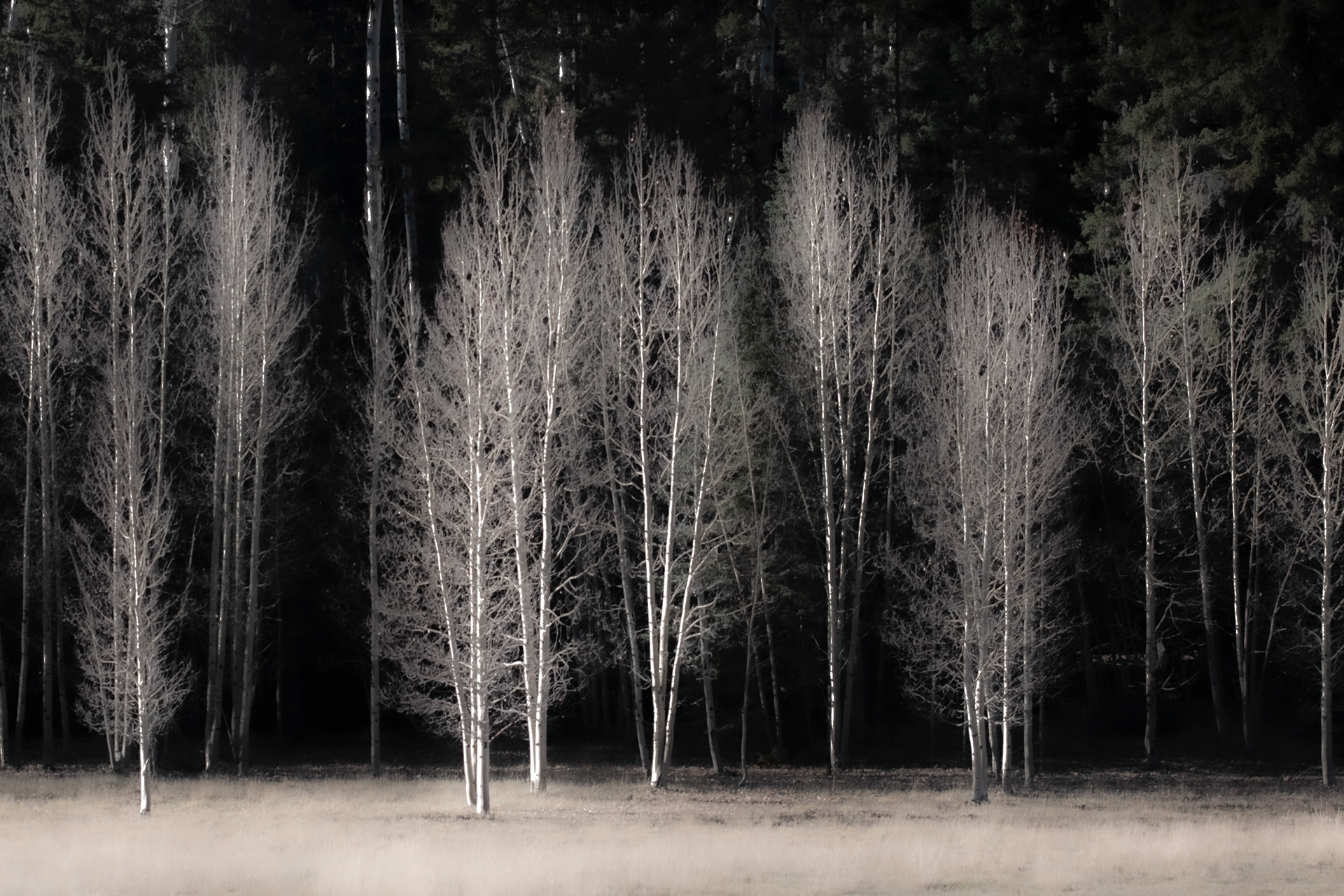 Winter Aspens