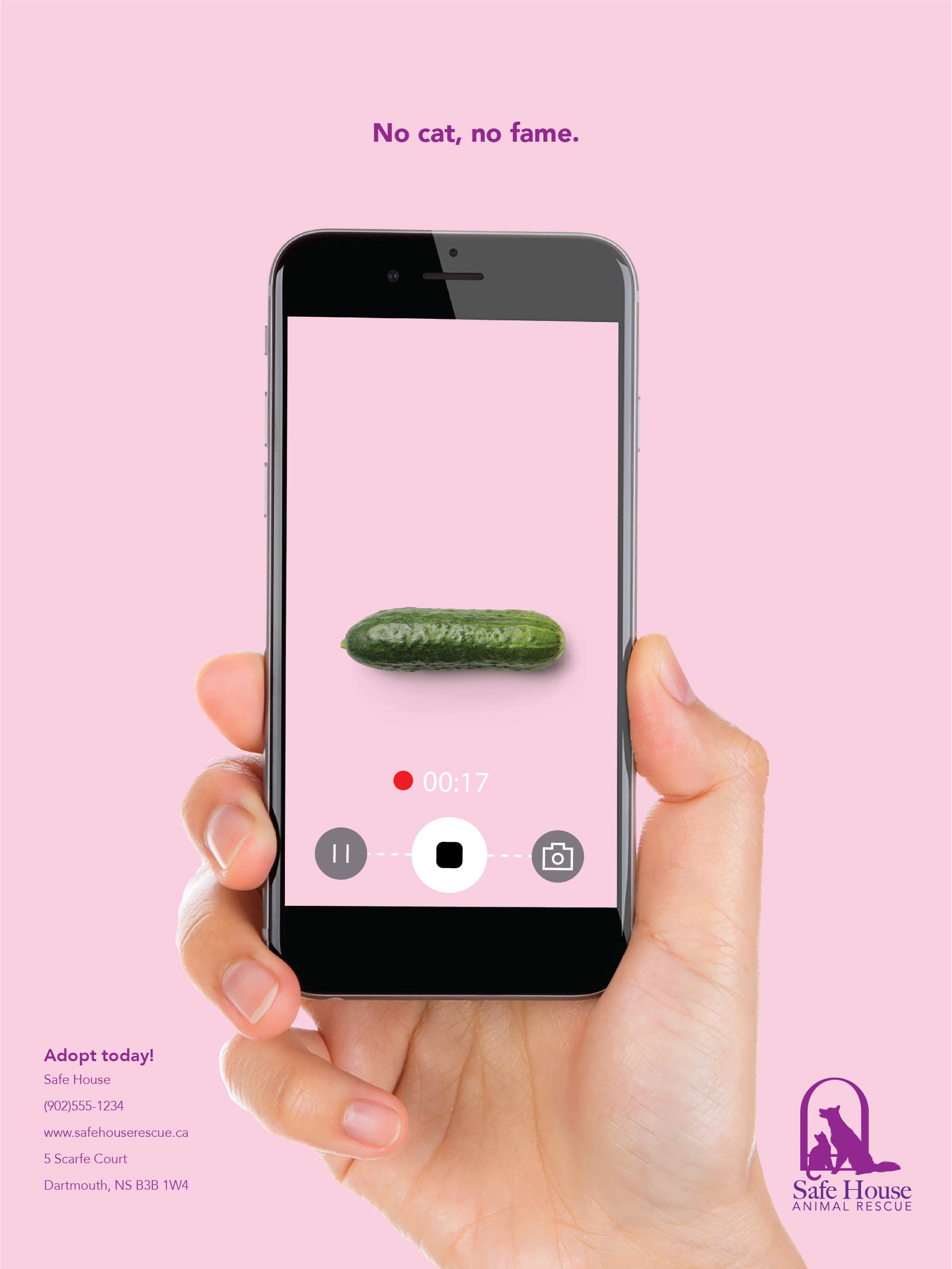 Safe House Cat Video: Cucumber