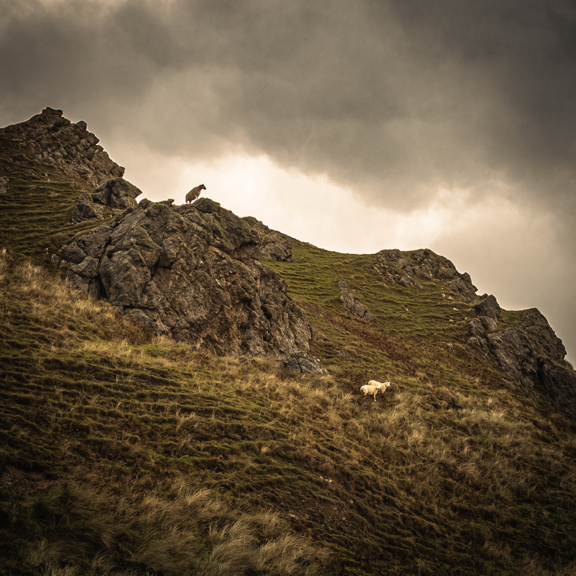 The (not so) silence of the lambs