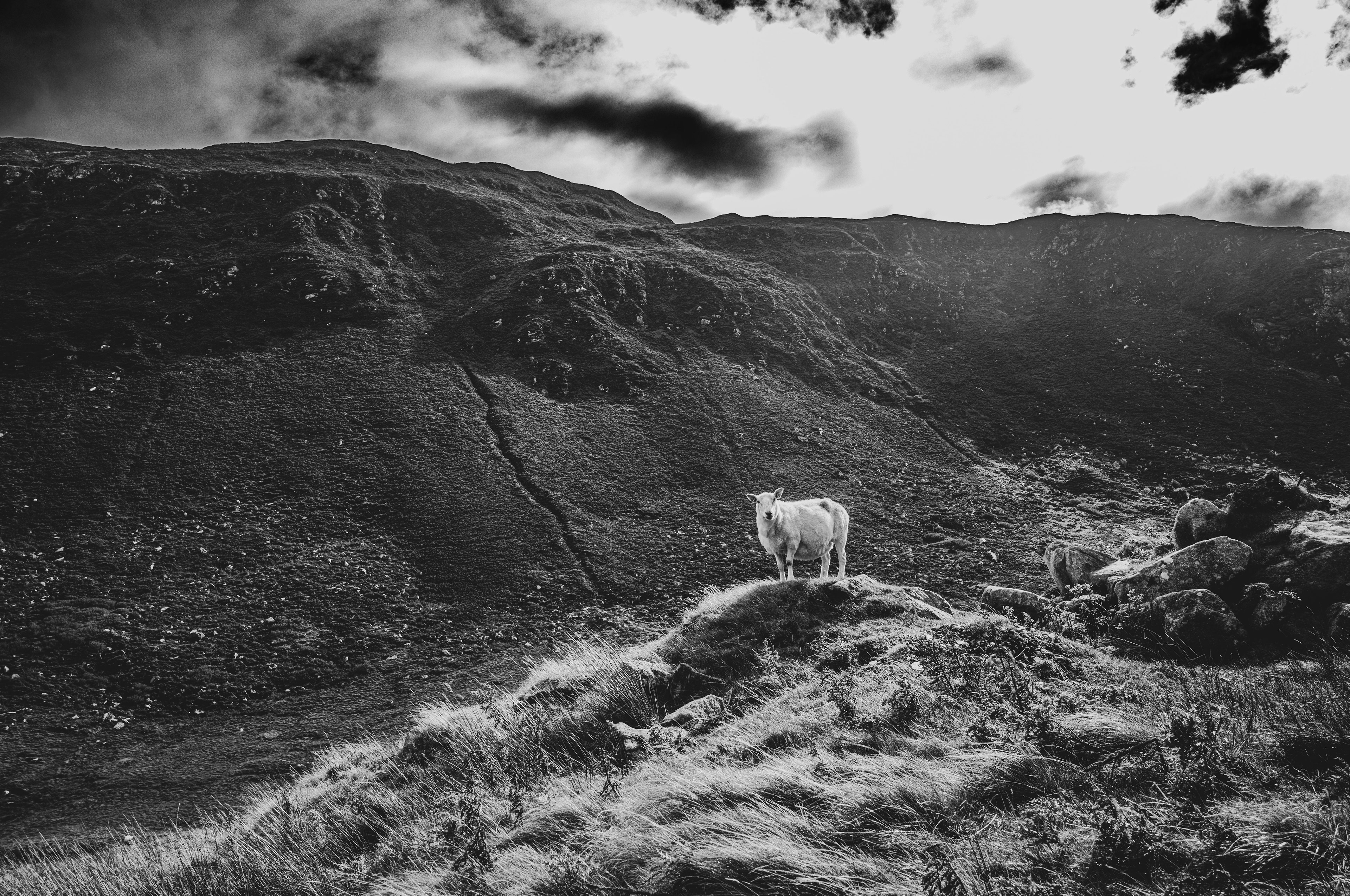 Rencontres du troisième sheep