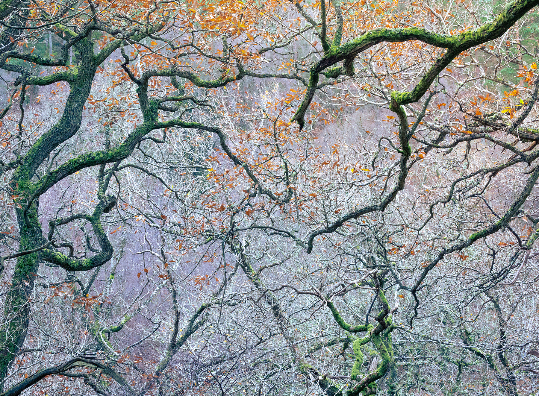 Old Oak Wood, Northumberland - November