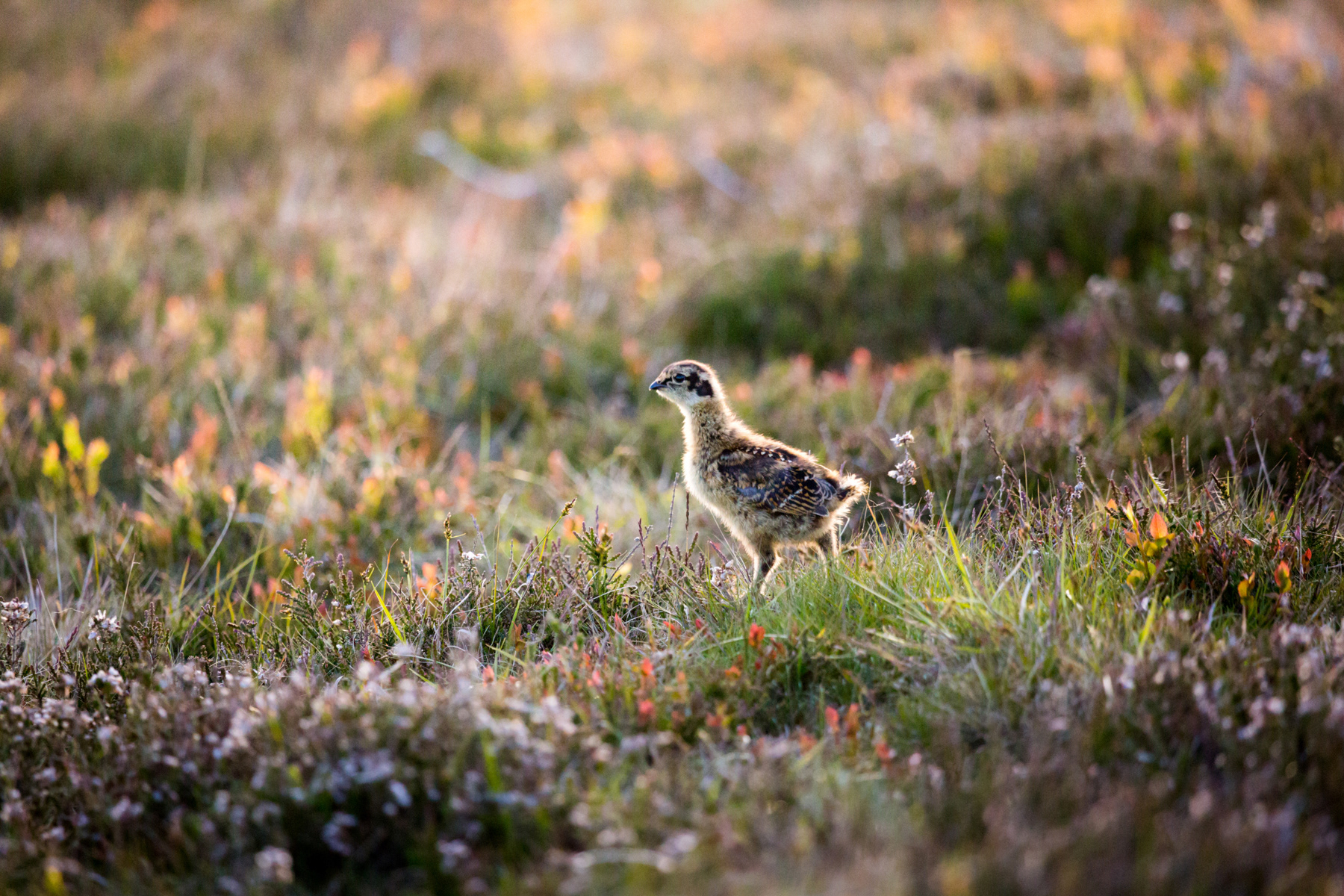 Grouse chick - Pennines - May