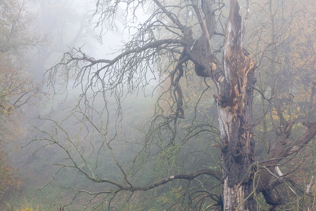 Studley Royal, Ripon, Yorkshire - November