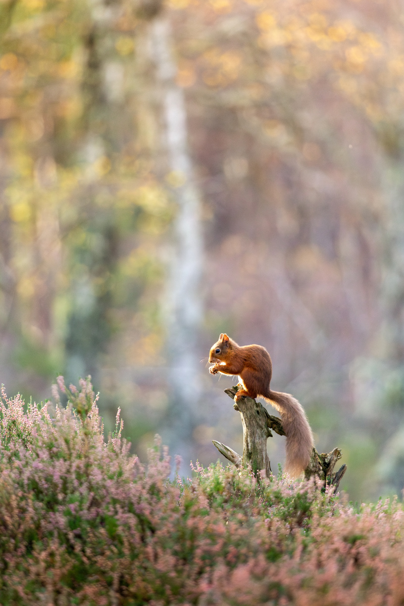 Red Squirrel, Cairngorms National Park - November