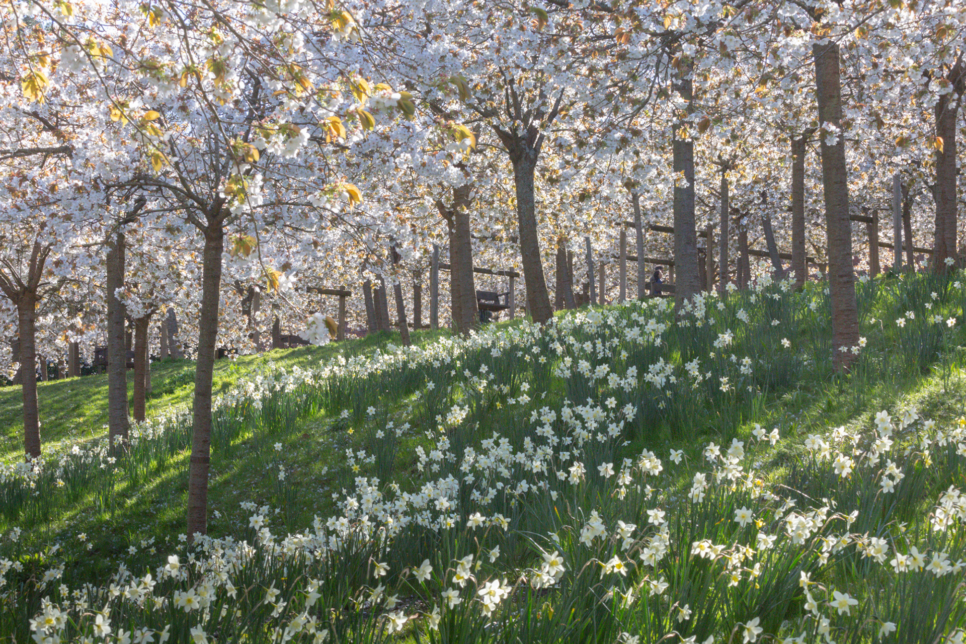 Cherry Blossom, Alnwick Garden, Northumberland - April