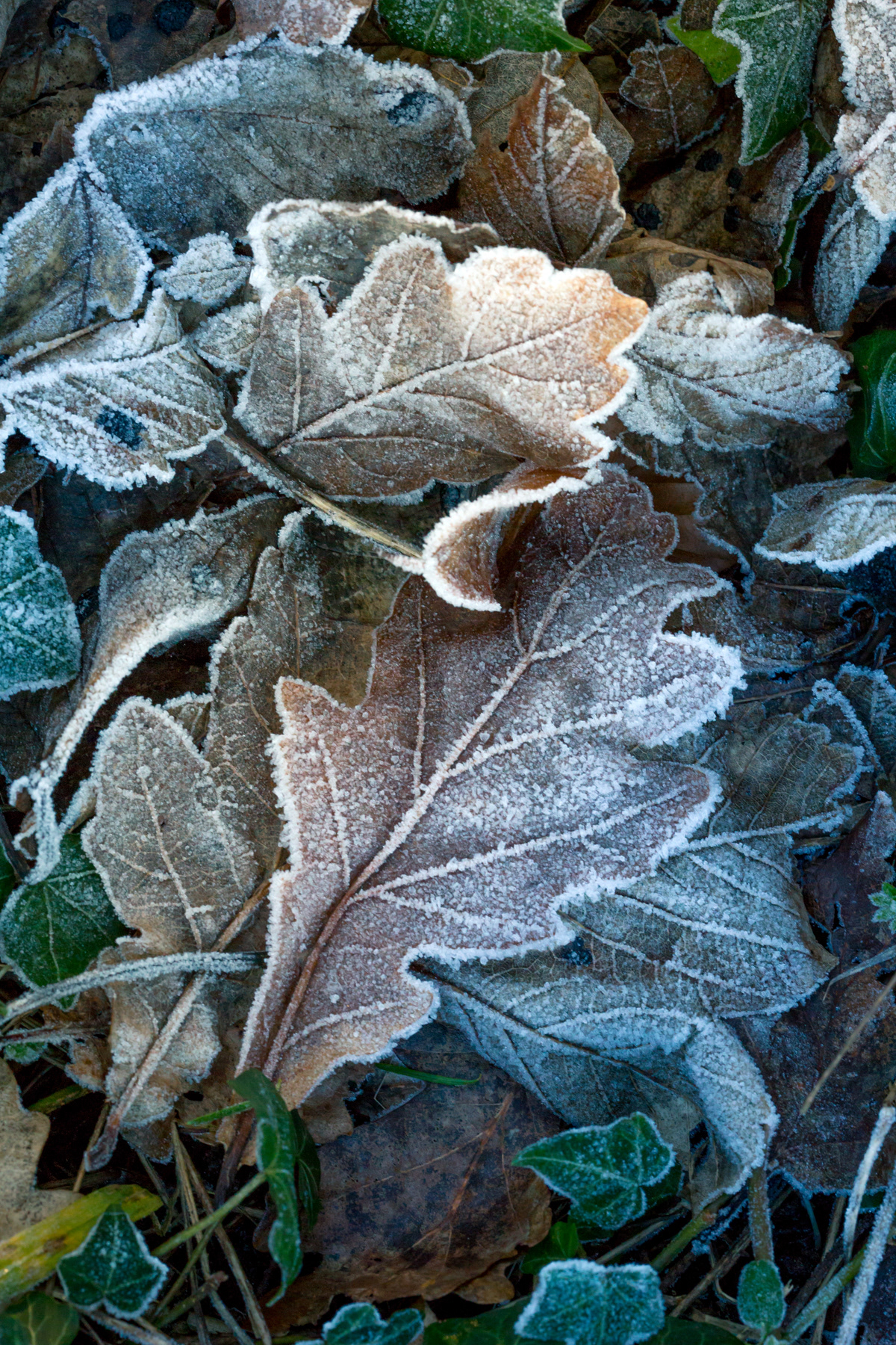 Oak leaves with frost