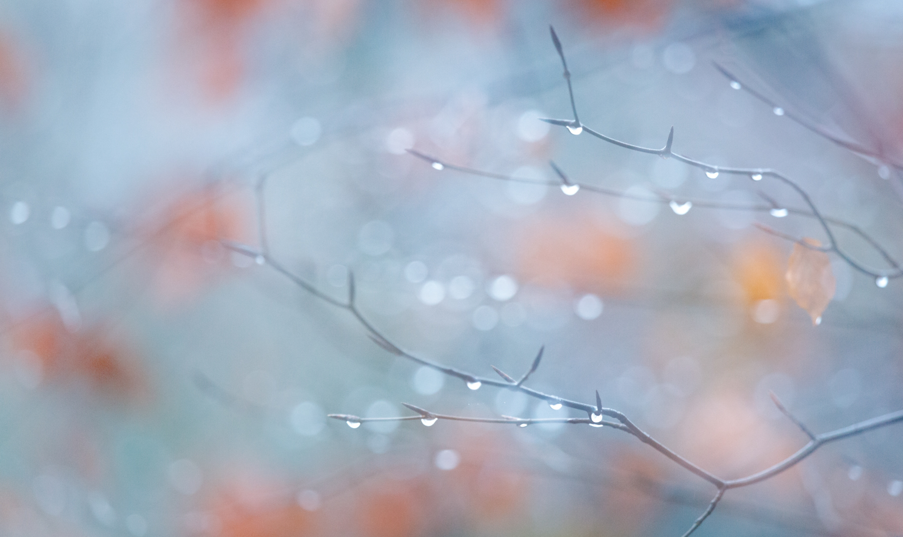 Raindrops with autumn leaves