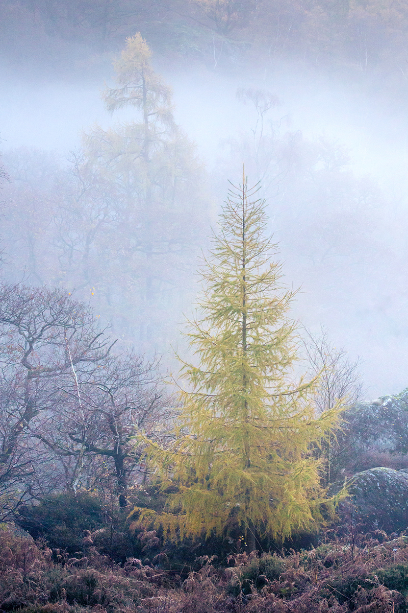 Autumn in Borrowdale, Lake District - November