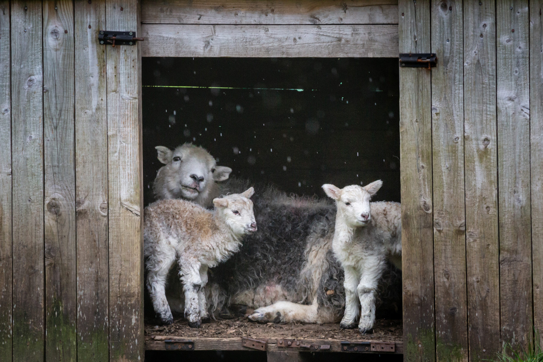 Herdy and twin lambs - Lake District - April