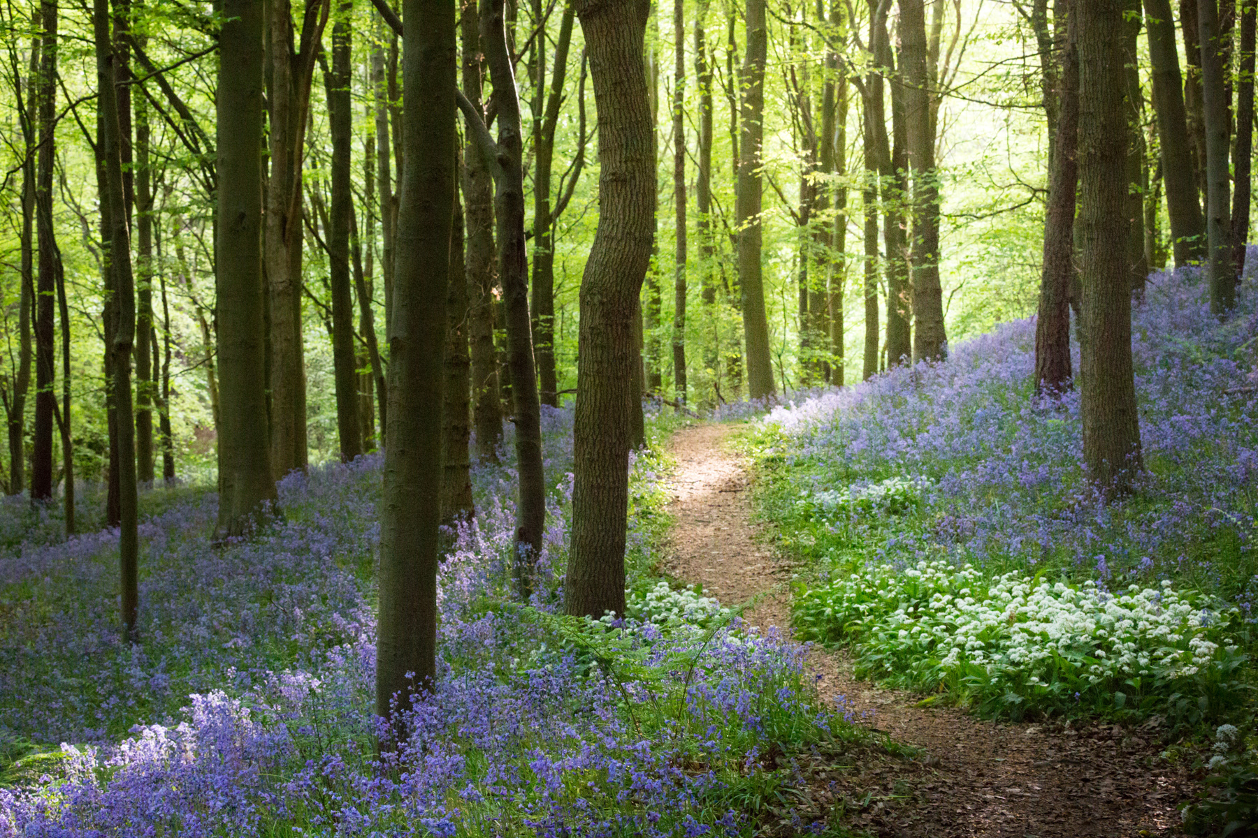 Bluebell wood - Bothal, Northumberland - May