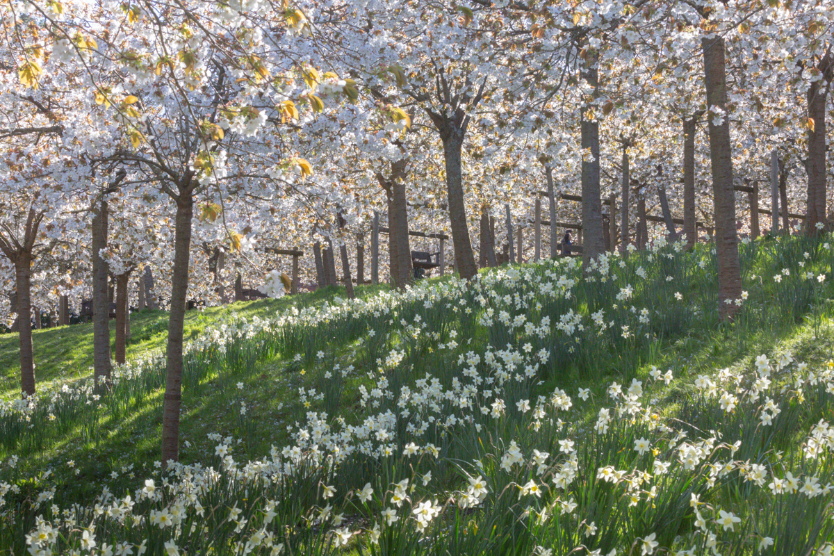Cherry Blossom Orchard - Alnwick Garden, Northumberland - April