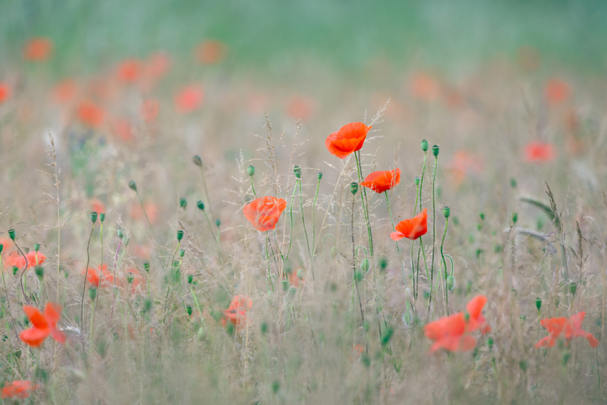 Red Poppies, Northumberland - June