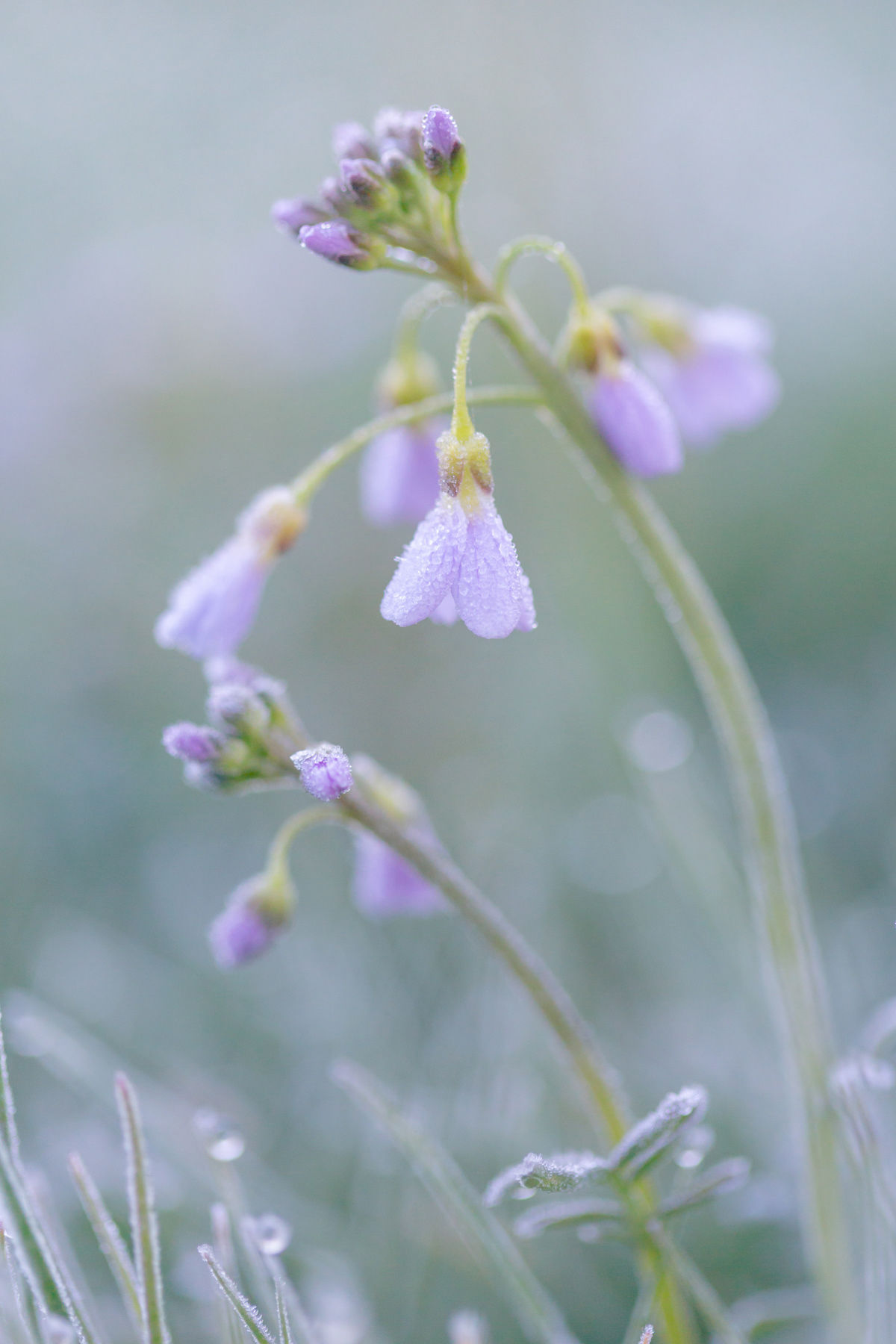 Cuckoo spit with frost - April