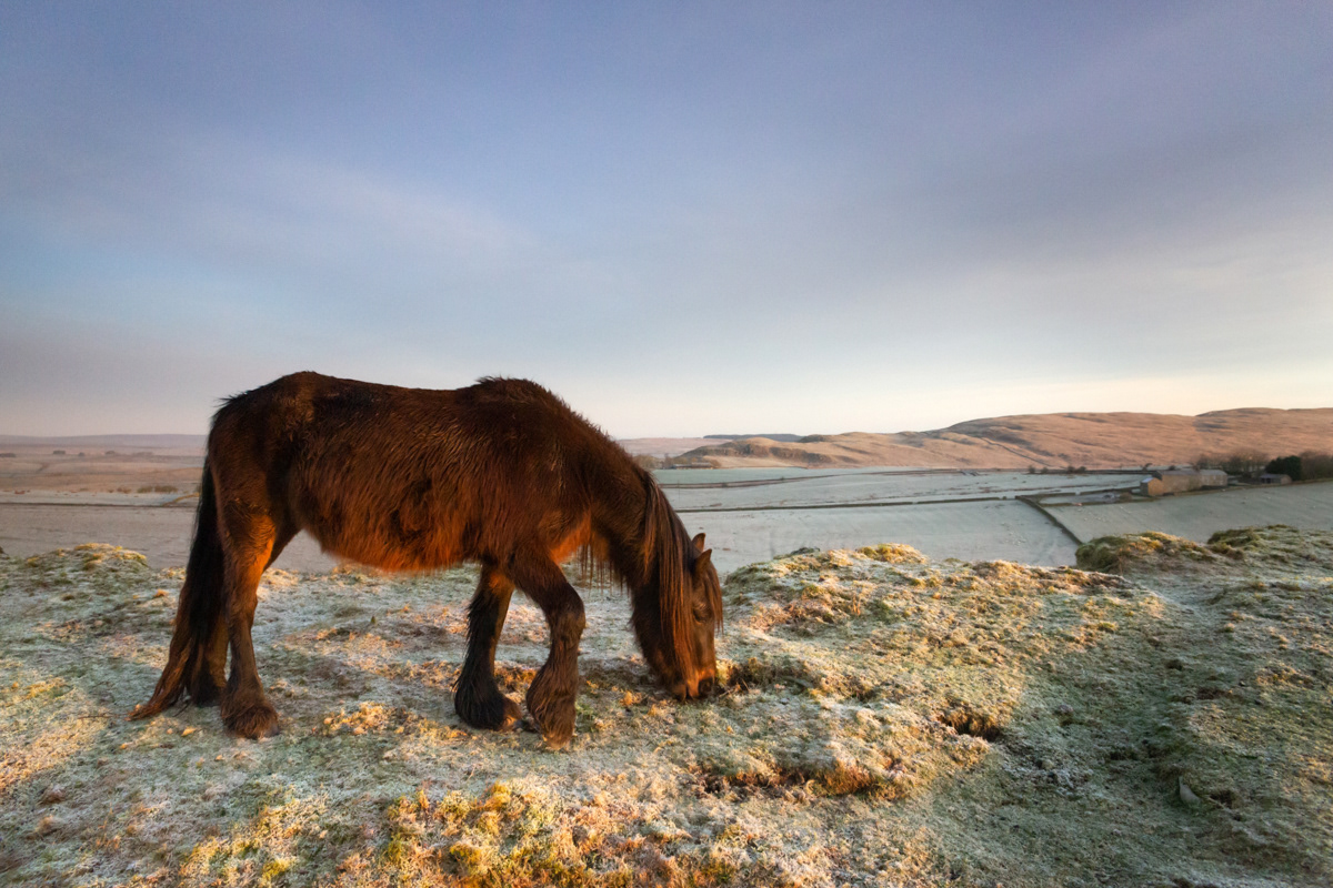 Fell Pony, Northumberland - February