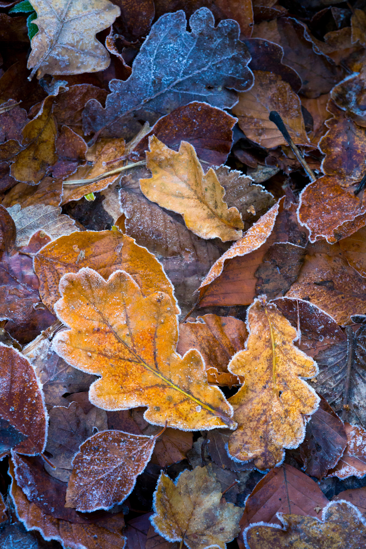 Oak leaves with frost