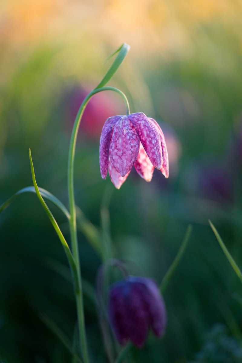 Snakeshead Fritillary - April
