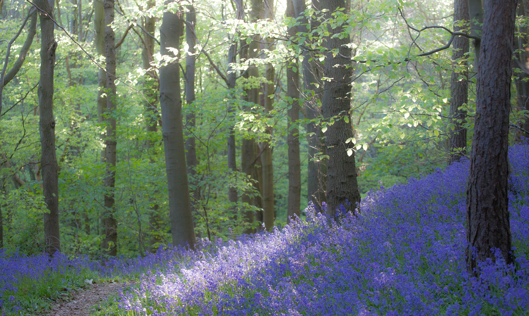 Bluebell wood - Bothal, Northumberland - May