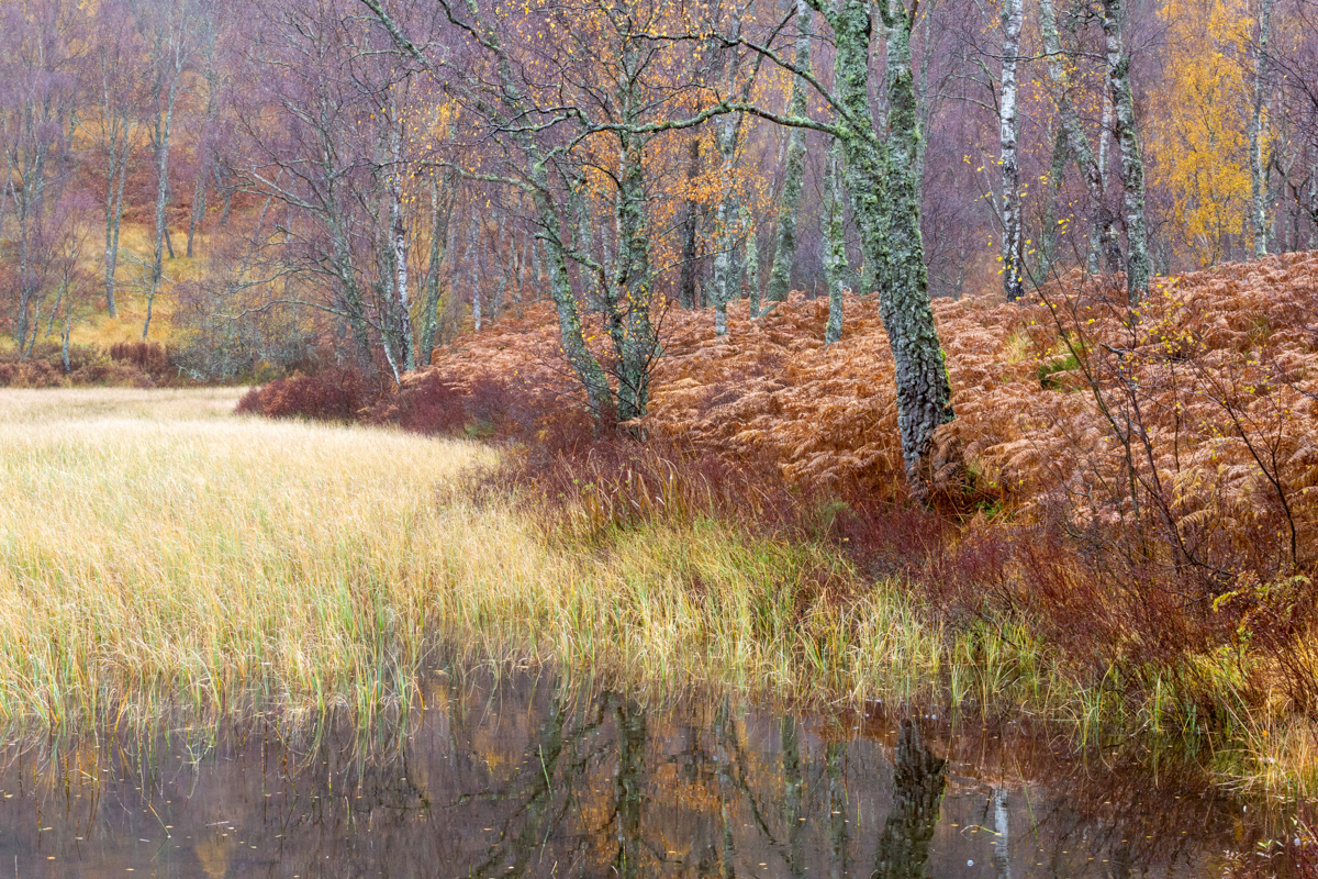 Lochan reeds and trees, Aviemore, Scotland - November