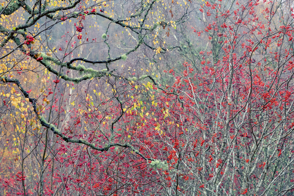 Rowan berries and birch leaves, Aviemore, Scotland - November