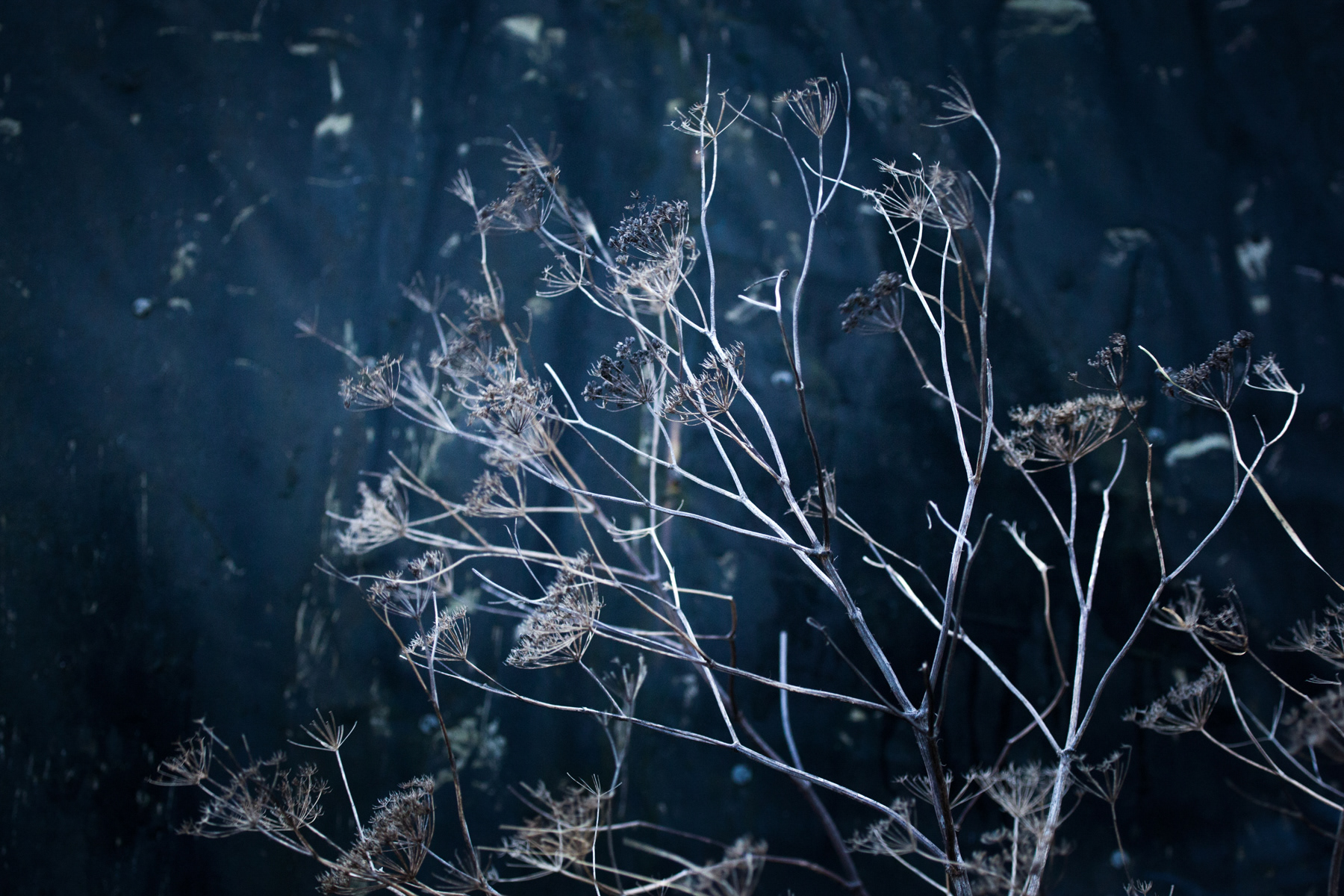 Seed and tarp detail - Holy Island, Northumberland