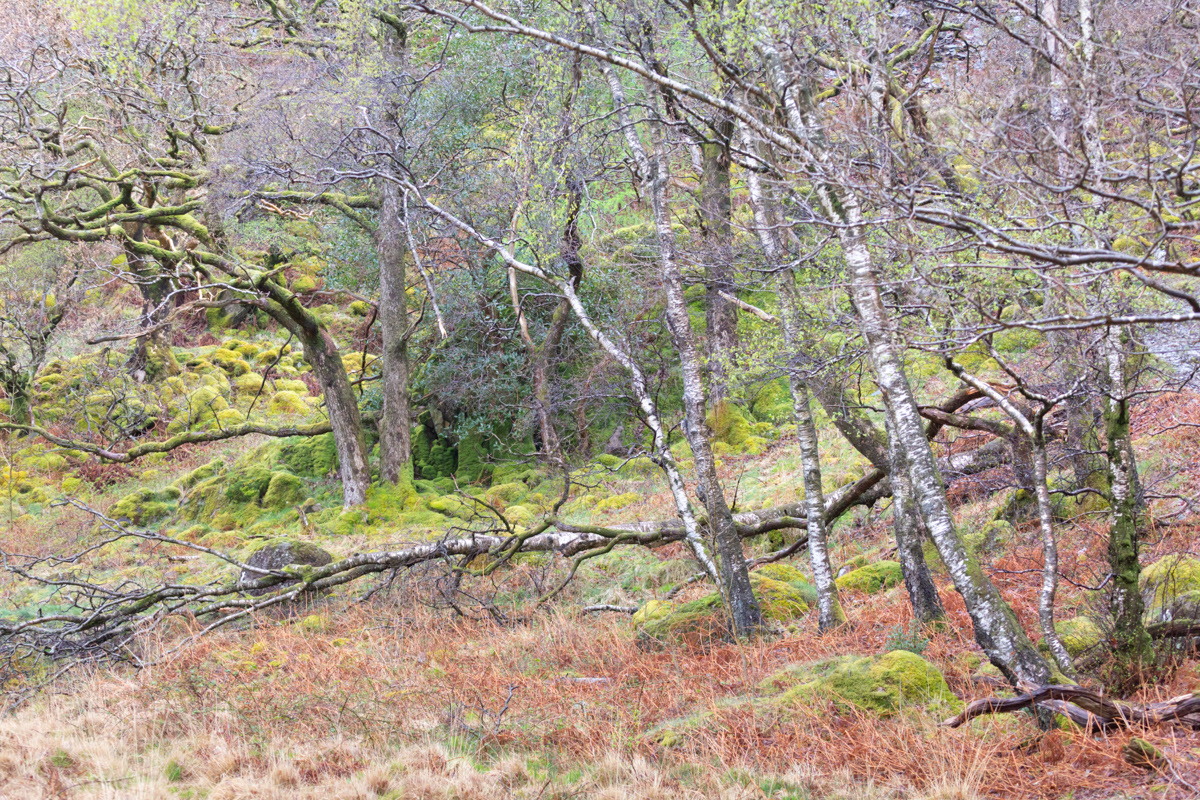 Borrowdale, Lake District - April