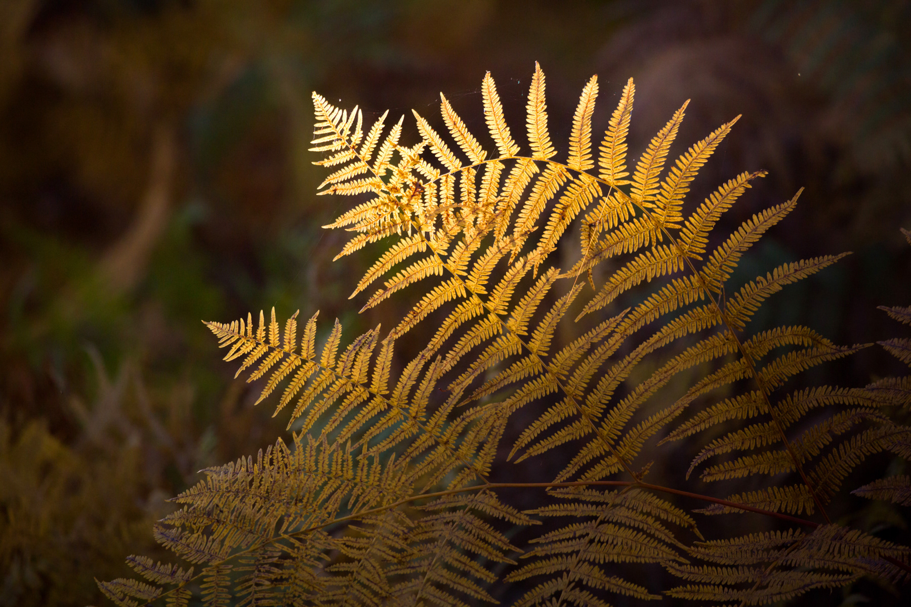 Backlit Bracken, Northumberland