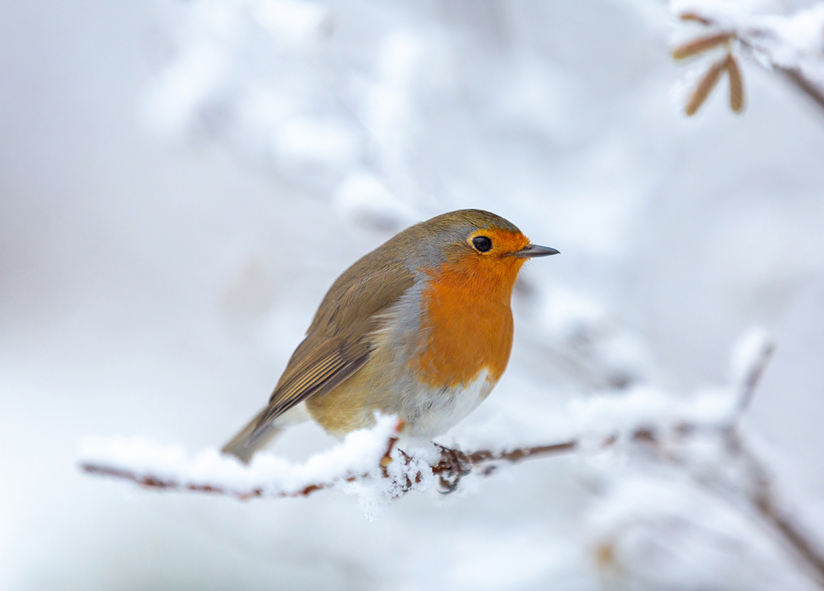 Robin in the snow, Northumberland - December