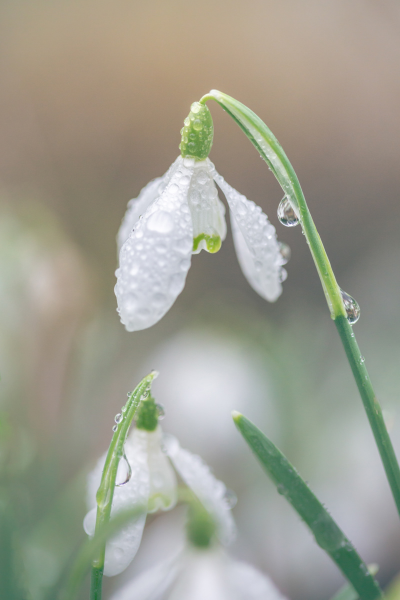 Snowdrop, Ford Village, Northumberland - February