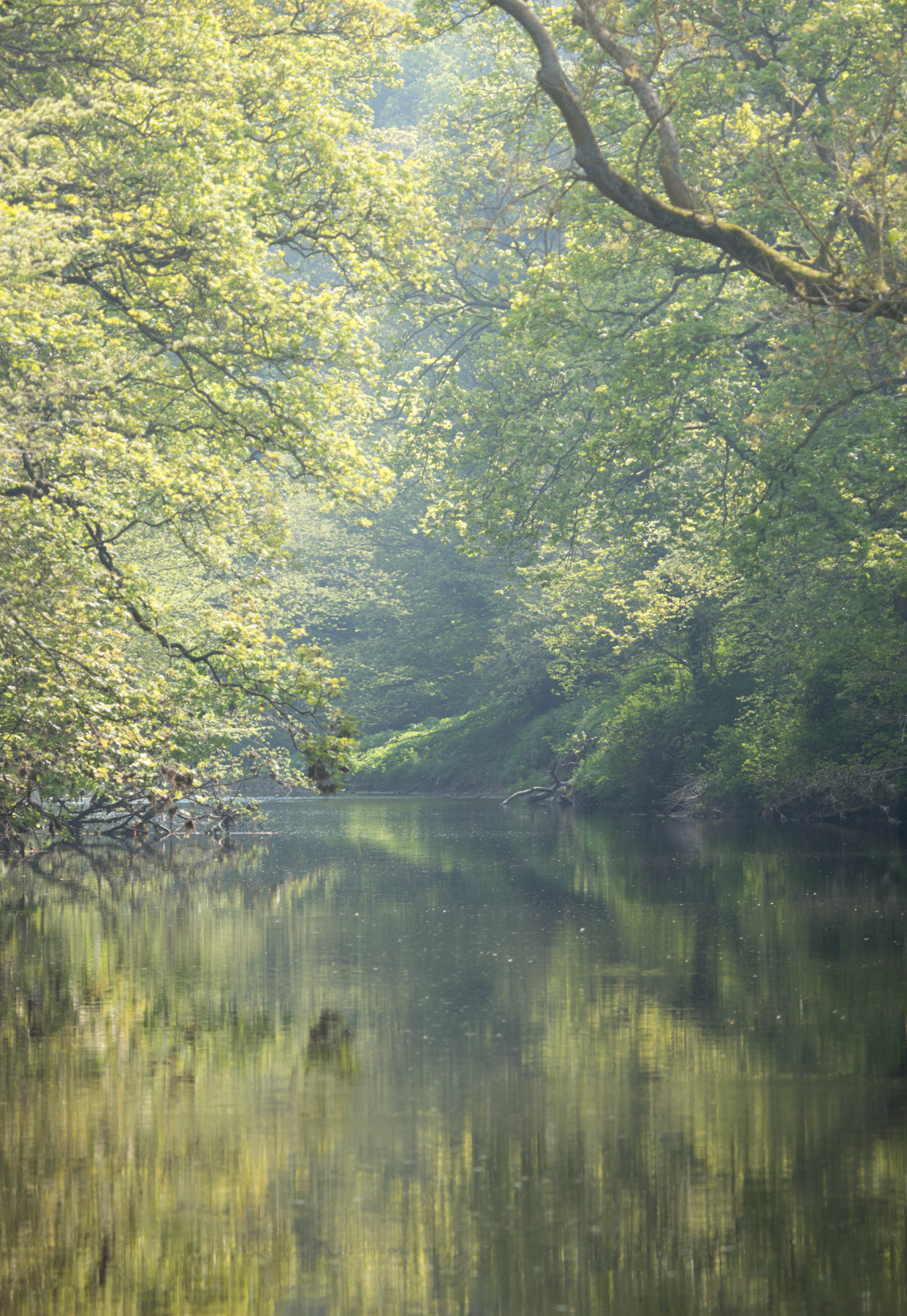 River Wansbeck - May