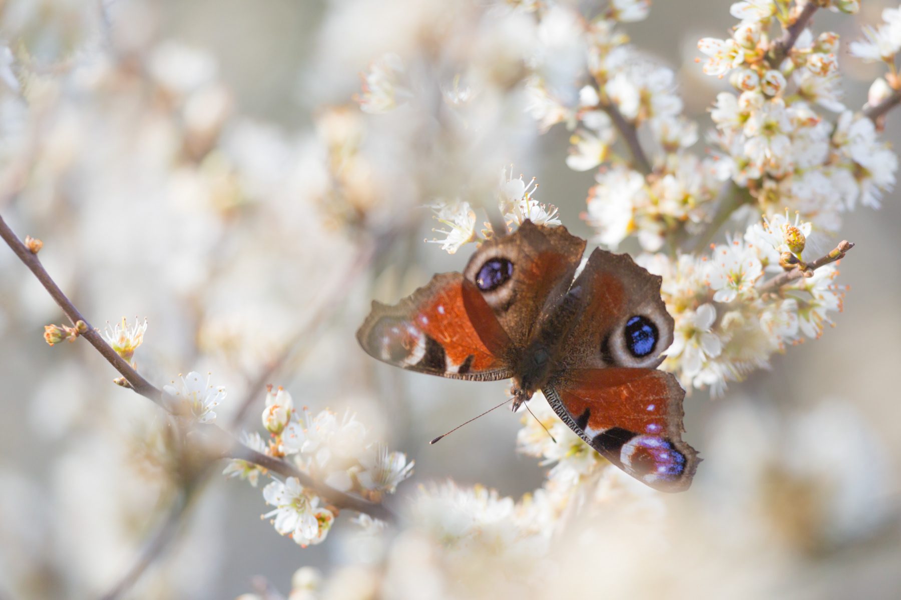 Peacock butterfly - April