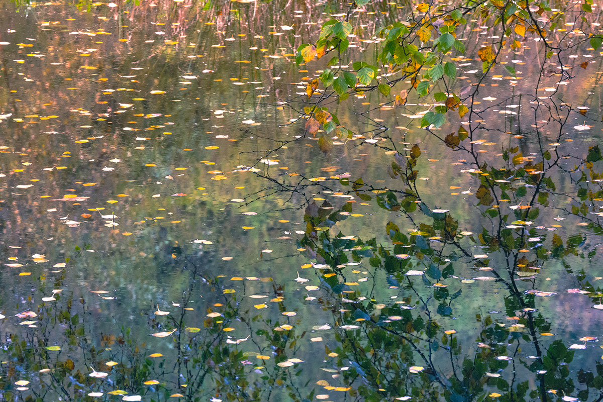 Autumn Reflections, Allen Banks, Northumberland - November