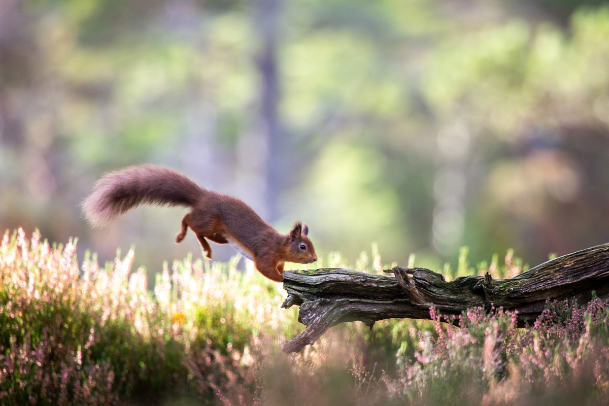 Red Squirrel, Cairngorms National Park - November